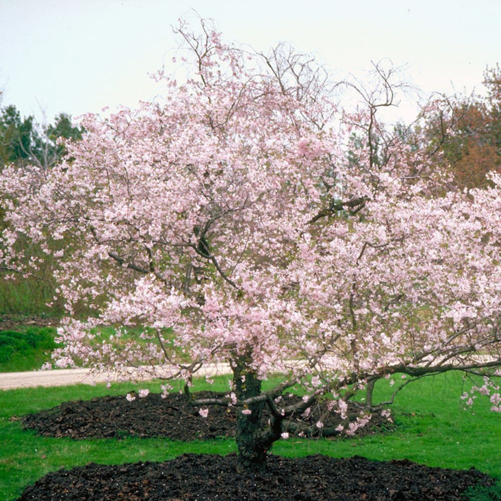 Cherry Blossom Tree, Live Ornamental Tree 6-12" Tall in Pot, Beautiful Spring Blooms for Outdoor Planting (Autumn Cherry Blossom)