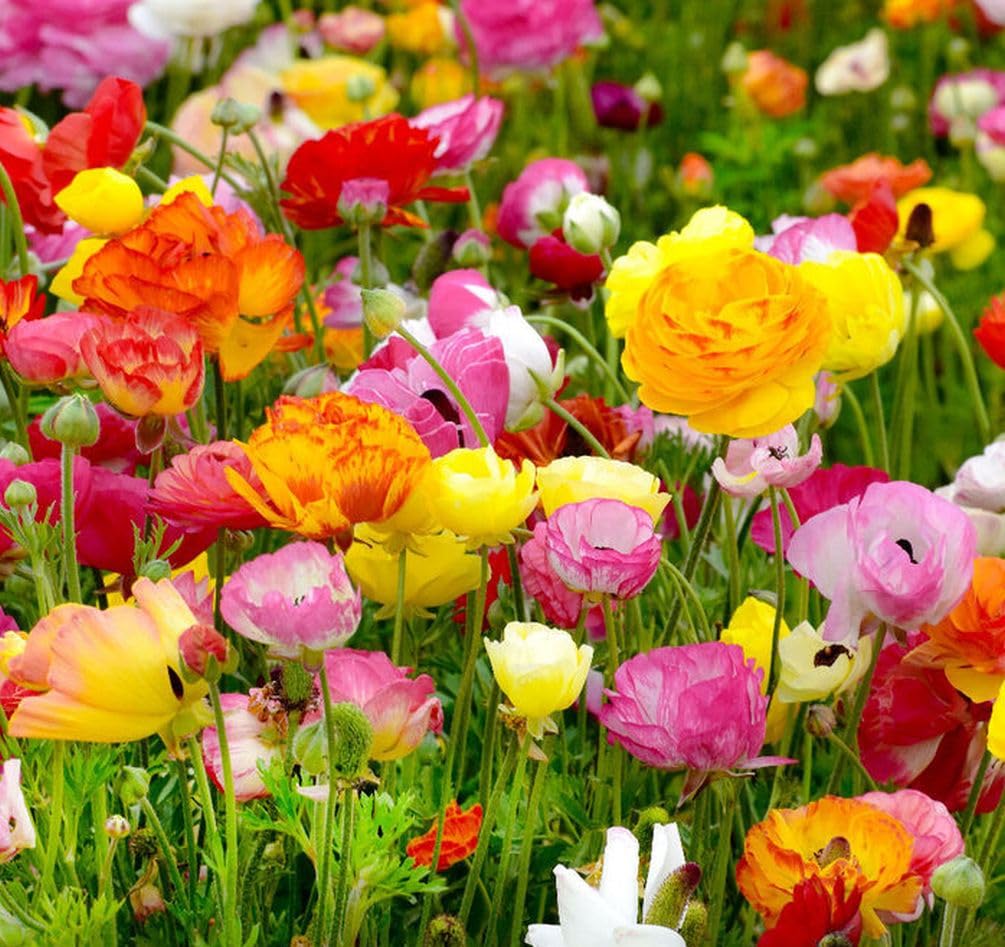 Mixed Peony Ranunculus Bulbs- Persian Buttercup -10 Corms Bulbs Flowering Blooms Perennial Bulbous Root Garden Plant (Mixed Ranunculus Bulbs)