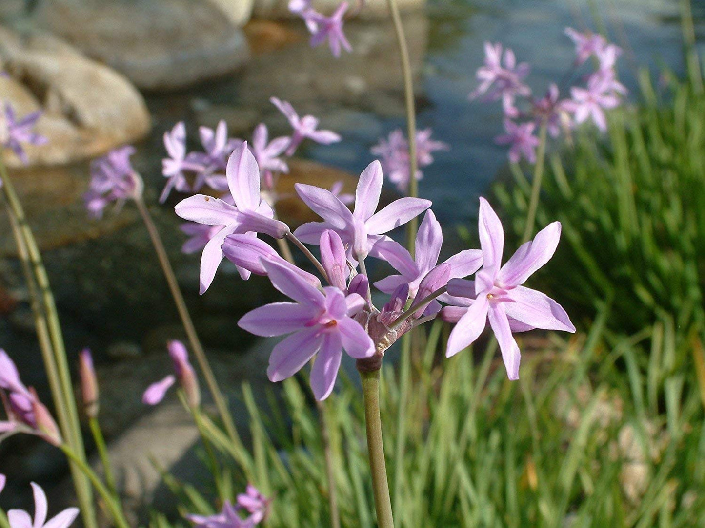 Society Garlic | 60 Live Plants | Tulbaghia Violacea | Drought Tolerant, Fragrant Blooms, Ornamental Perennial, Low Maintenance, Easy to Grow, Edible Flowers, Attracts Pollinators