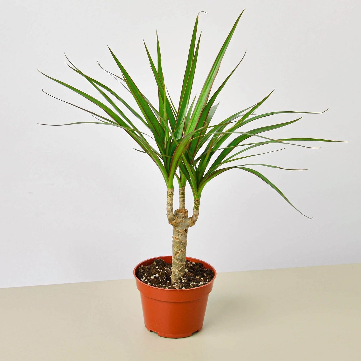 Dracaena Marginata Cane | Live Plant for Indoor & Outdoor | for Living Room, Office, Bathroom | (4" Pot)