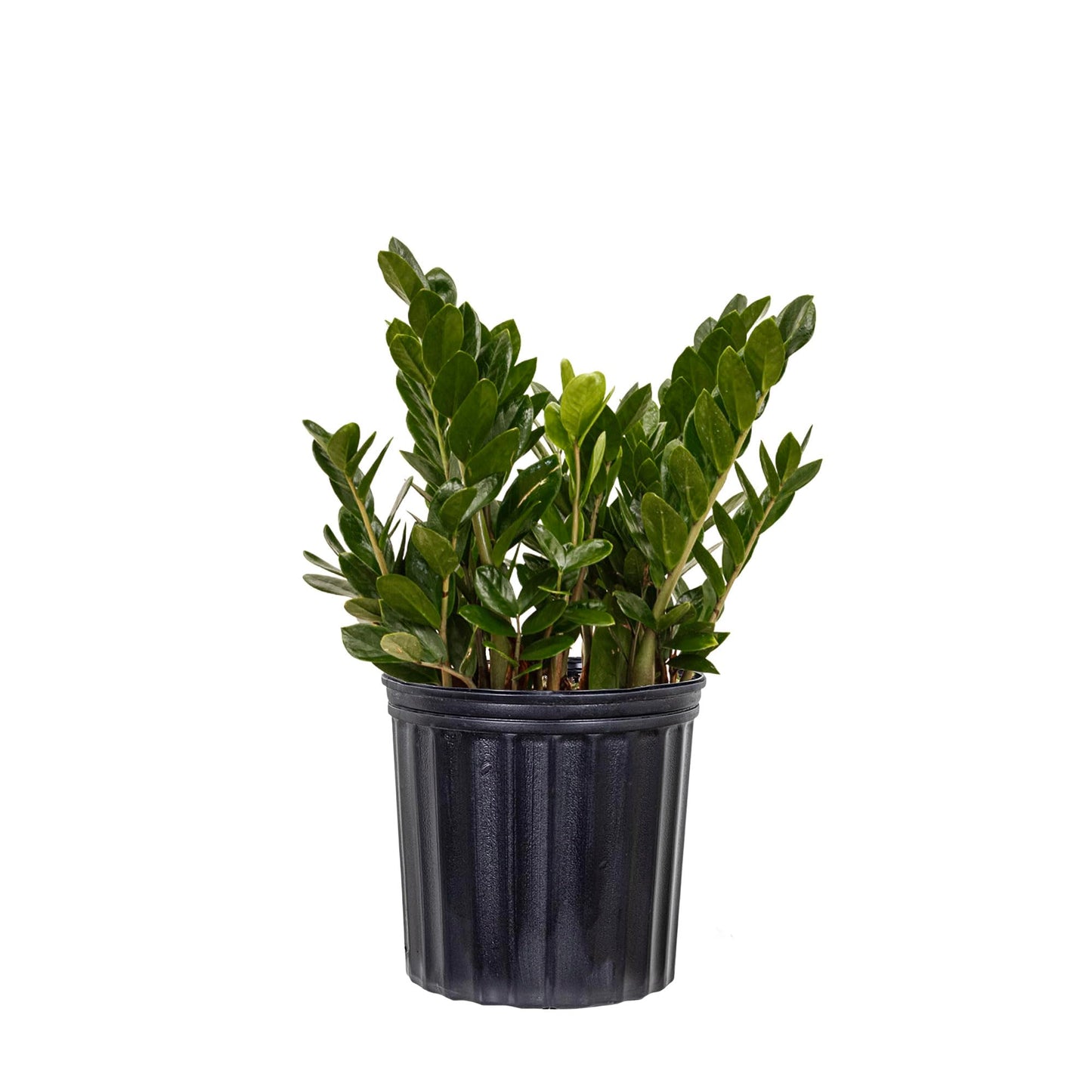 United Nursery ZZ Plant Live 22–27 inches Tall in 10 inch Plant Pot, Large Indoor House Plant, Low Light Drought Tolerant Floor Plant for Home and Office