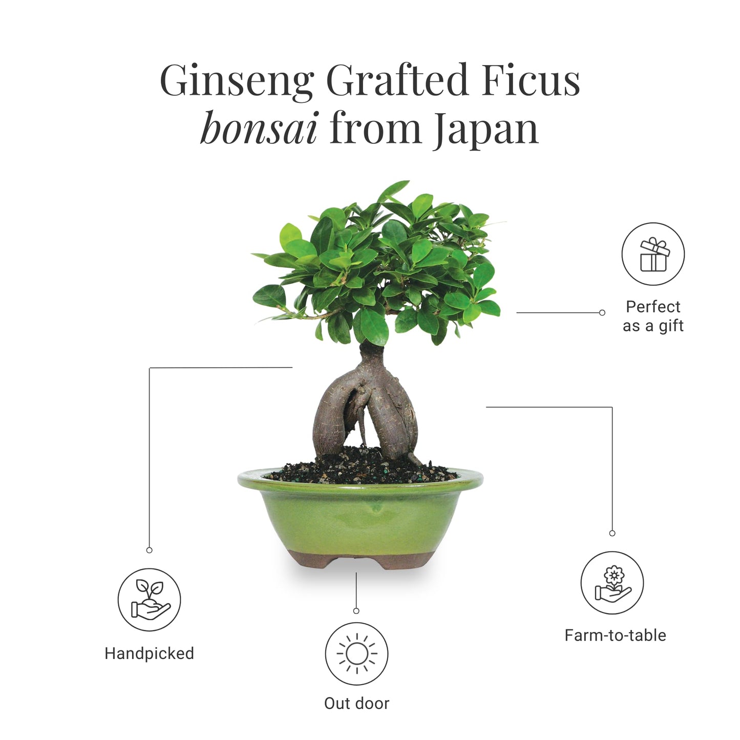 BloomsyBox - Ginseng Grafted Ficus: Natural Plant | Aesthetic Appeal, Air Purifying Plant, Long-Lasting, Low Maintenance Care, Desk Decoration - Flower Delivery, Birthday Flowers, Anniversary Flowers