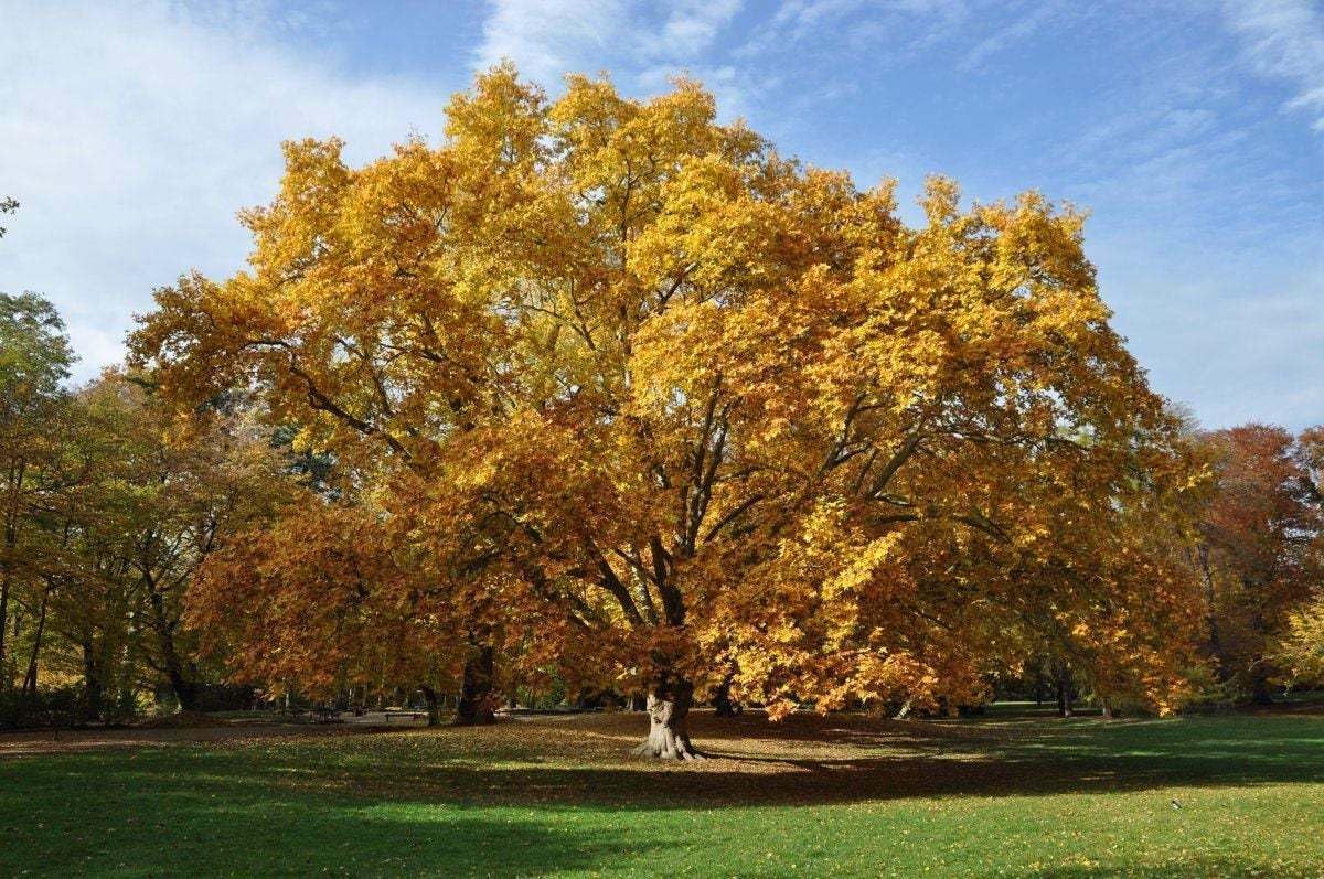Live Plant - American Sycamore Tree, 10-12" Tall Live Plant, Quart Pot, Platanus occidentalis