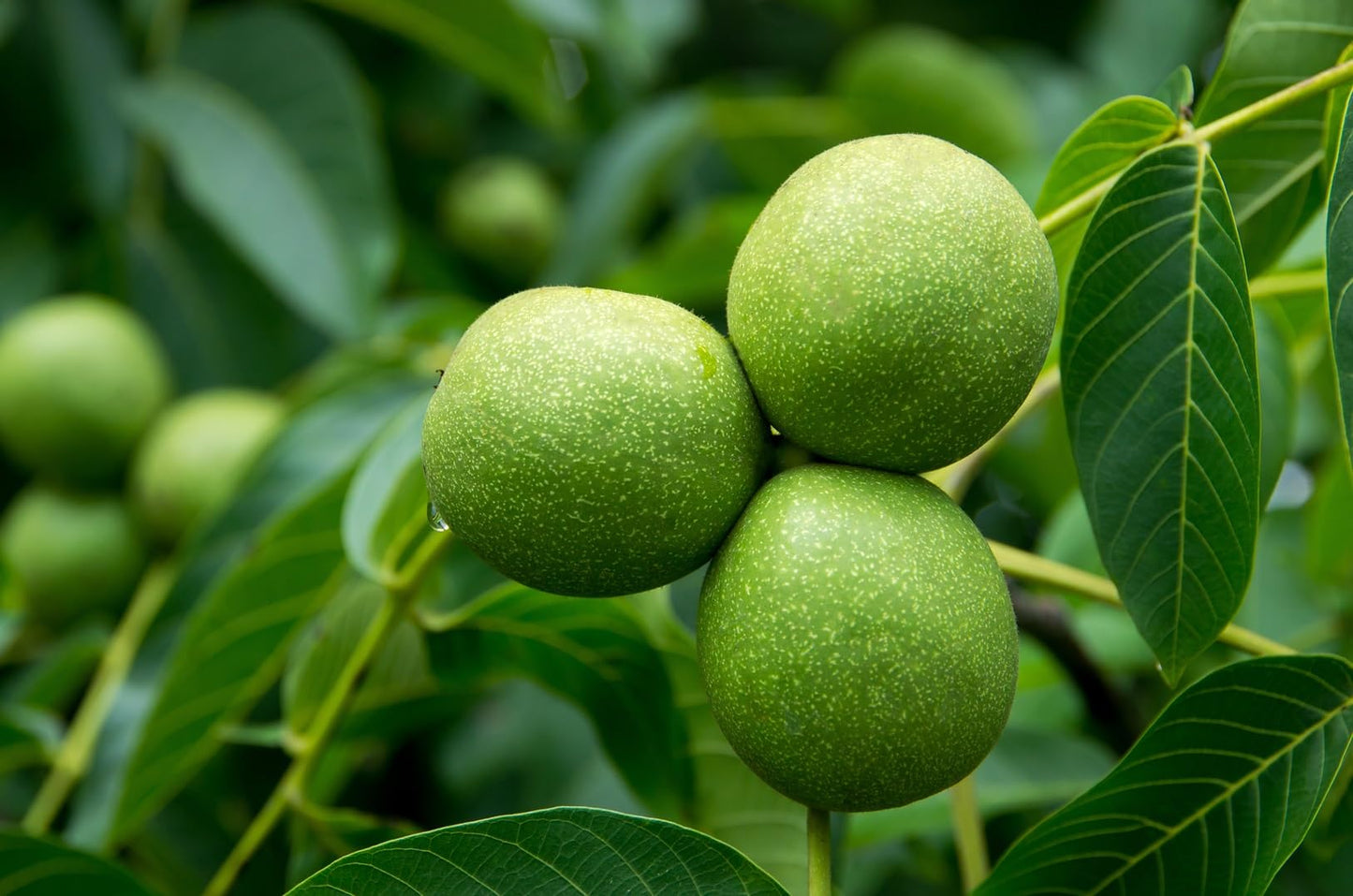 Bulk Black Walnut Tree Live Plant | Live Fruit Bearing Tree Seedlings - Make a Walnut Forest, Wood is Highly Valued, 30 Years to Harvest (50 Blak Walnut Seedlings)