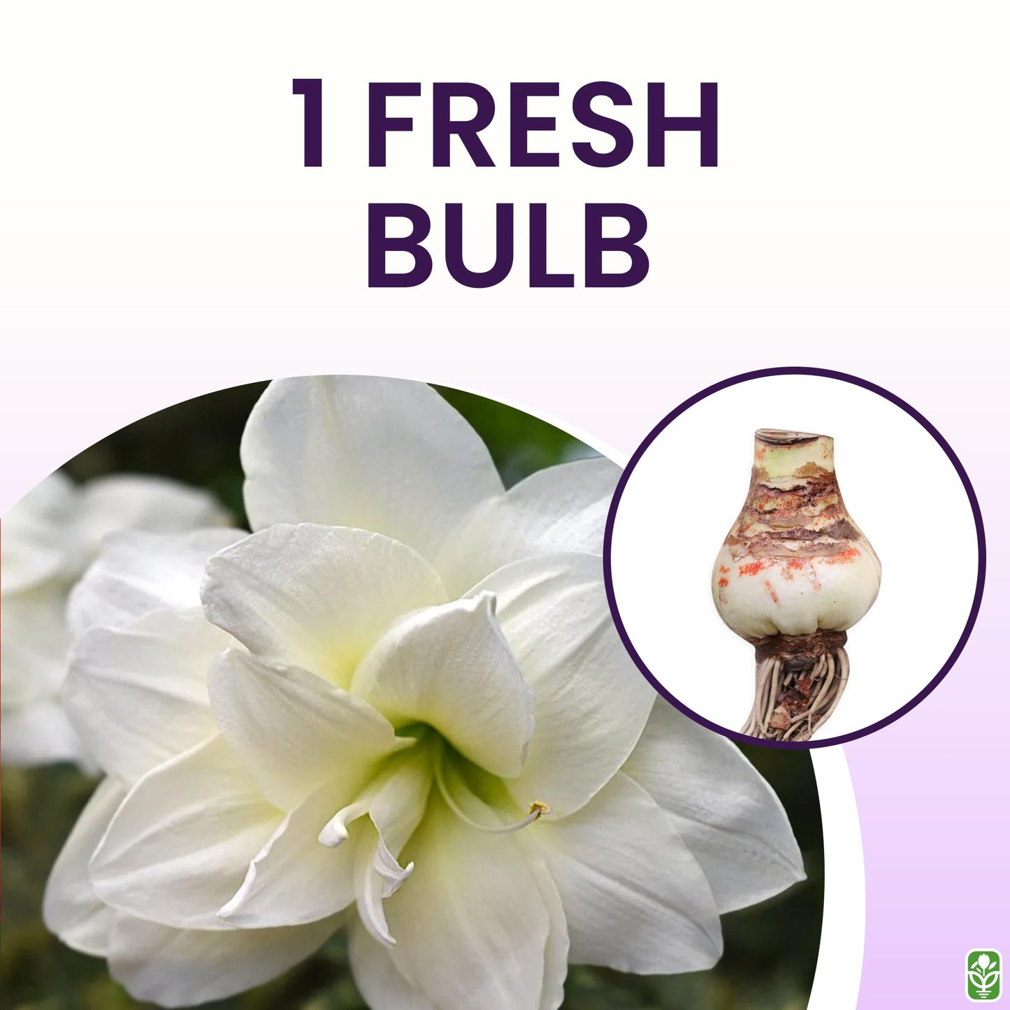 Alfresco White Amaryllis Bulb – Large Bulb for Planting, 4-8 Very Large Blooms, 16–24" Tall – Elegant Indoor & Outdoor Plant – Ideal for Seasonal Decor – Low-Maintenance Amaryllis Bulb (Not in Wax)