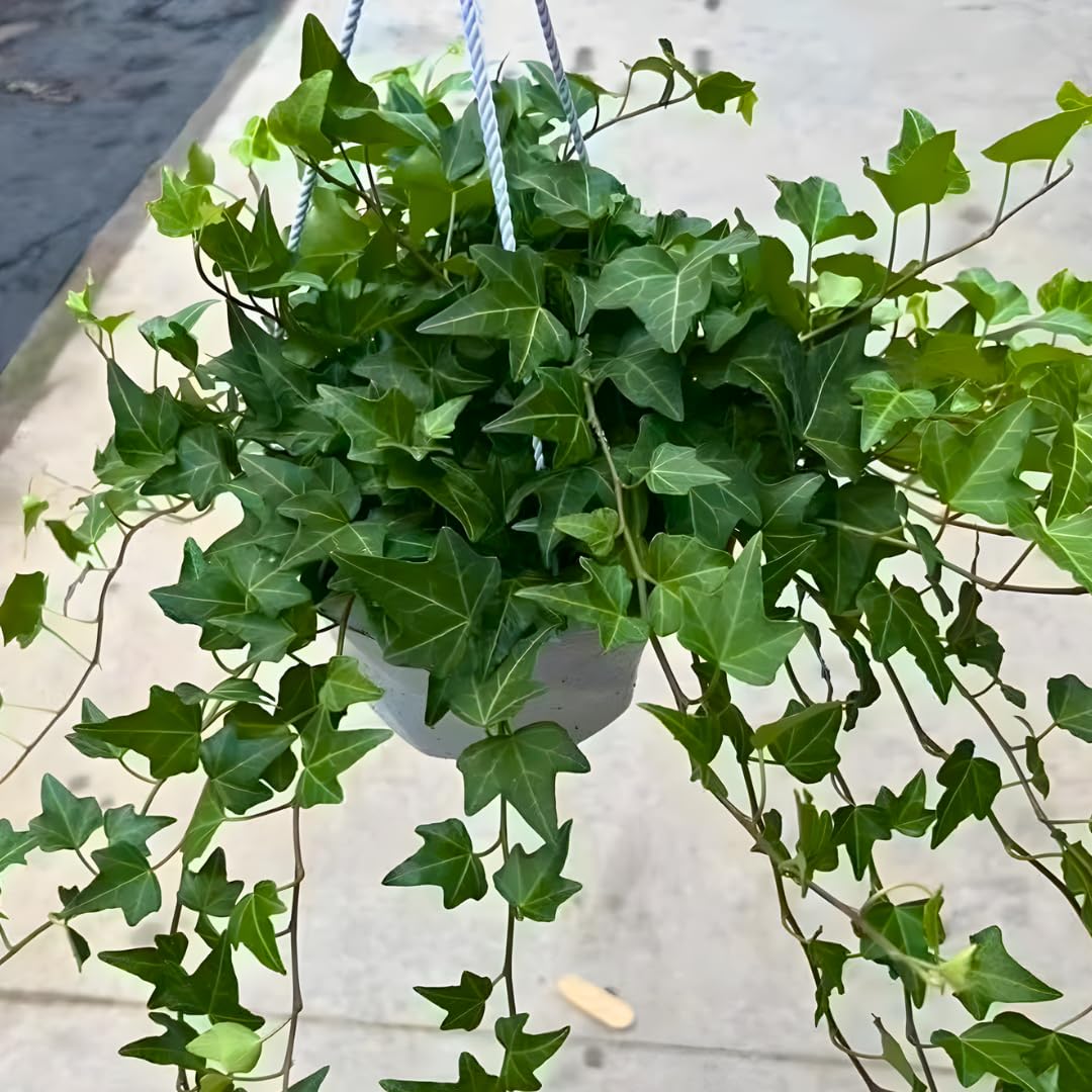 Green English Ivy Live Plants in 4 Inch Pot | Hardy Variegated English Ivy Live Plant for Home & Office Greenery | Low-Maintenance Glacier Ivy Houseplant for Desks, Windowsills & Hanging Displays