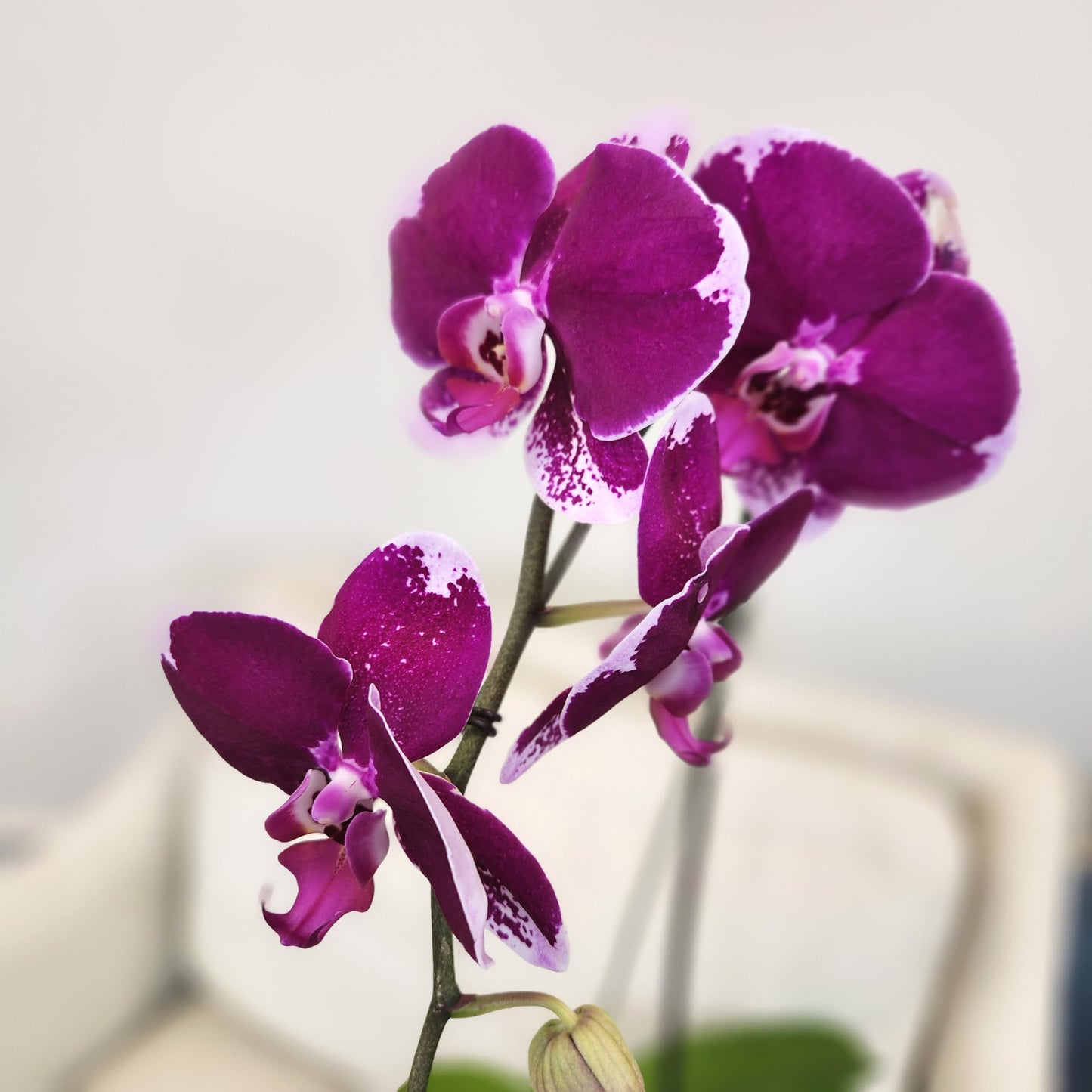 Large Purple Live Orchids Blooming in 5" Blue & White Orchid Pot, Pet Friendly Live Plant Gifts for Plant Lovers, Approx. 22"+ Tall, Real Houseplants, Phalaenopsis Moth Flowers by Plants for Pets
