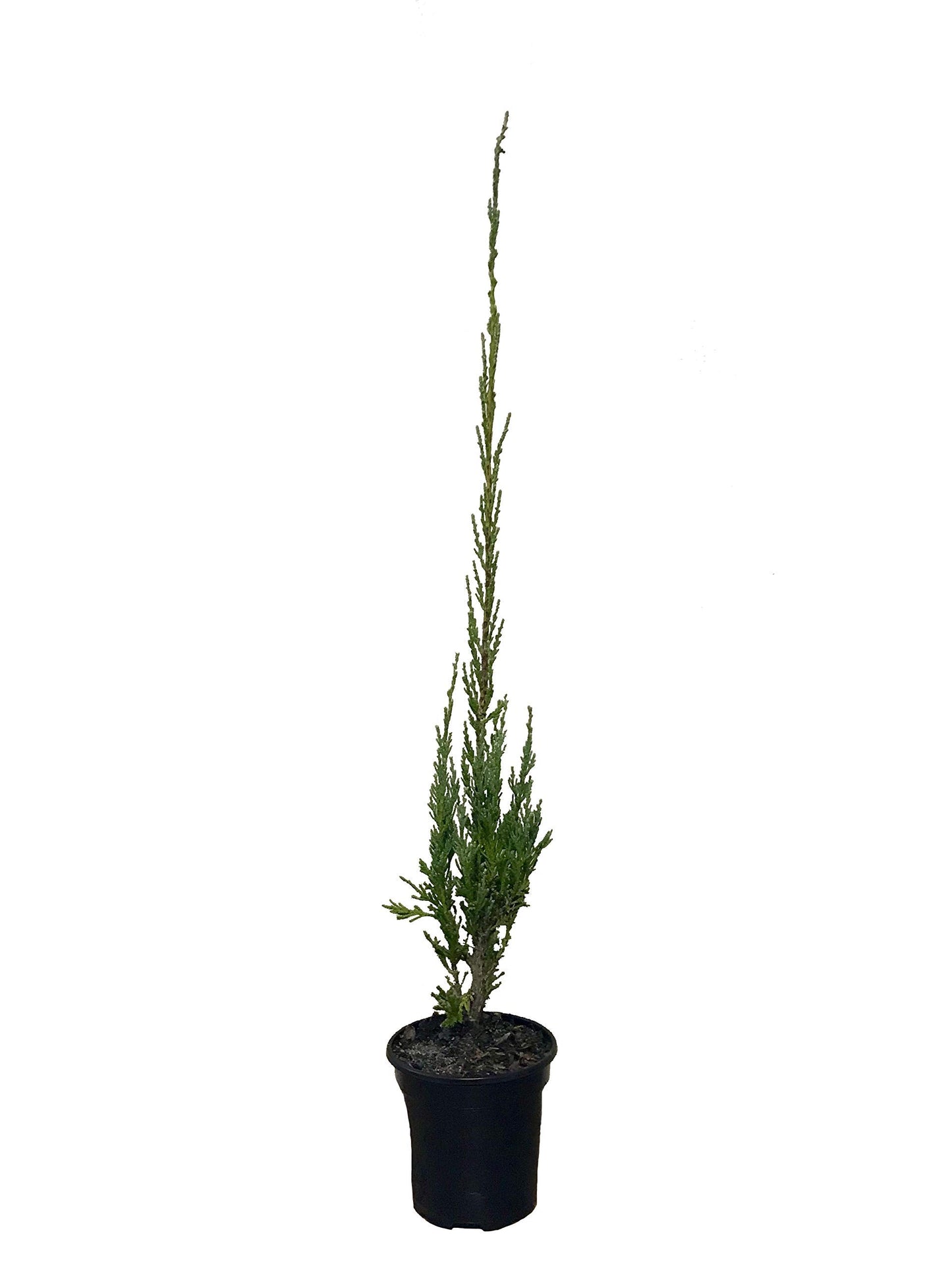 Skyrocket Juniper | 1 Live 4 Inch Plant | Juniperus Scopulorum | Evergreen Privacy Screen, Fast Growing Landscape Tree, Low Maintenance Garden, Ornamental Foliage, Drought Tolerant Plant