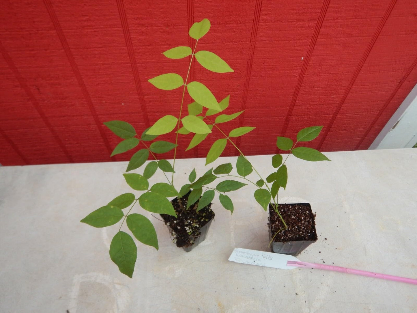 Live Plant - Wisteria Frutescenslive Starter Plant