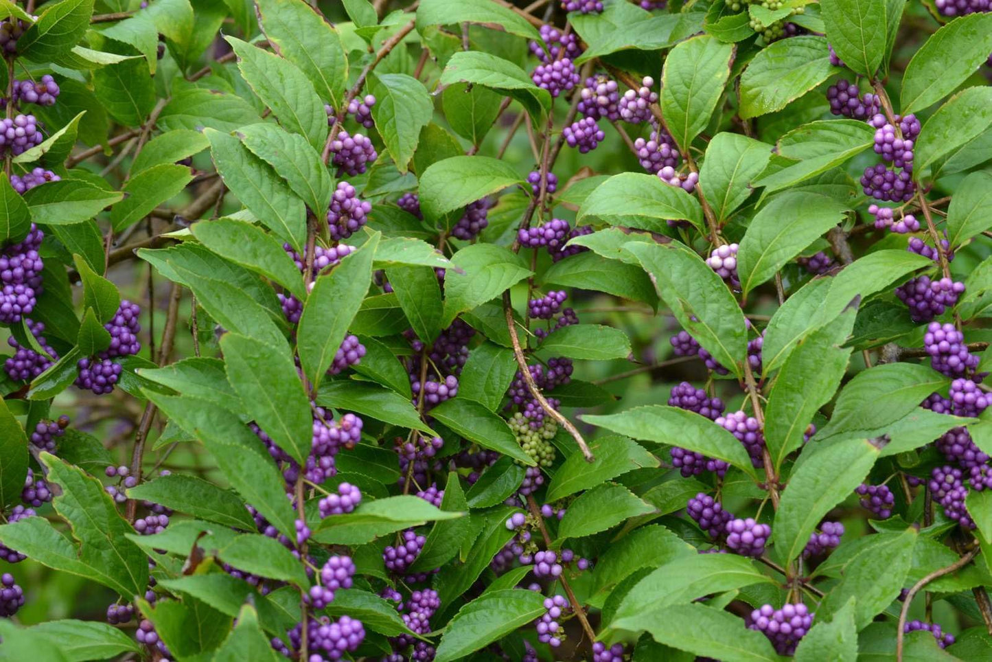 American Beautyberry Shrub/Bush - 4-8" Tall Live Plant - 2.5" Pot - Purple Beauty Berry Seedling - Callicarpa Americana