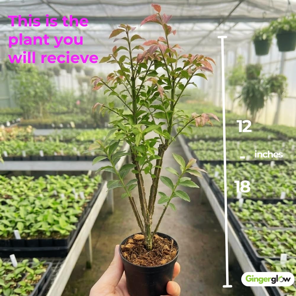 Dwarf Burning Bush Plant in 4" Pot, Hardy Shrub Euonymus Alatus, Well Rooted, Easy Care Deciduous Hedge, Ideal for Outdoor Garden, Borders & Pathways