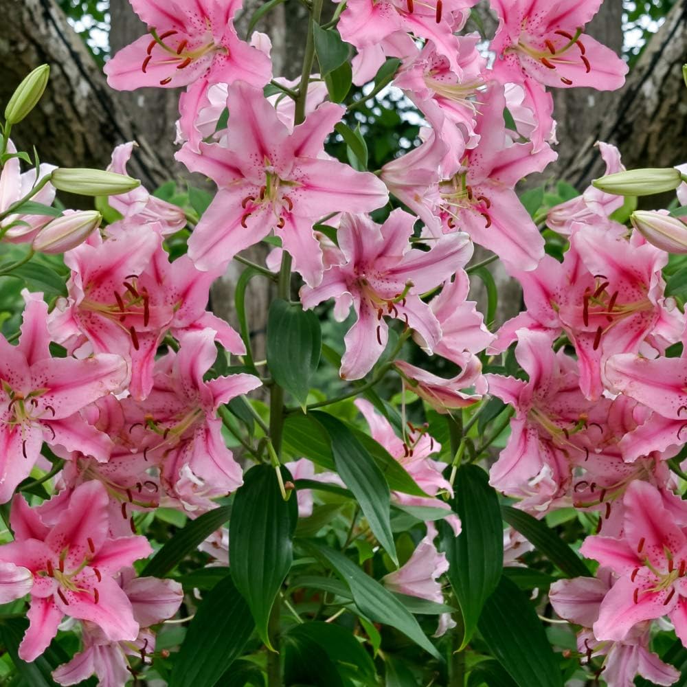 Great Deal! 6 Pack Flower Bulbs - Giant Stargazer Flower Lily Perennial Bulbs - Petals with Deep Fuchsia in The Middle Fading to Light Pink Trimmed in White