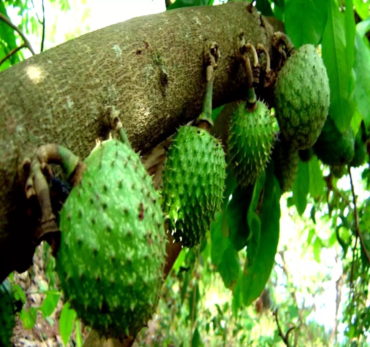 Soursop Fruit Tree Seeds (Annona muricata) - Graviola Tropical Rare Brazilian Pawpaw - 5 Seeds