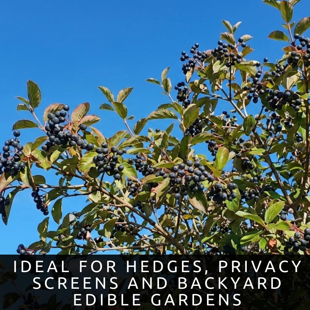 Live Nannyberry Viburnum Plants (Viburnum lentago) – Hardy Native Berry Shrubs – Wildlife Friendly Landscape Plant – Edible Fruit & Pollinator Friendly – Outdoor Garden Shrub (1 Plant)
