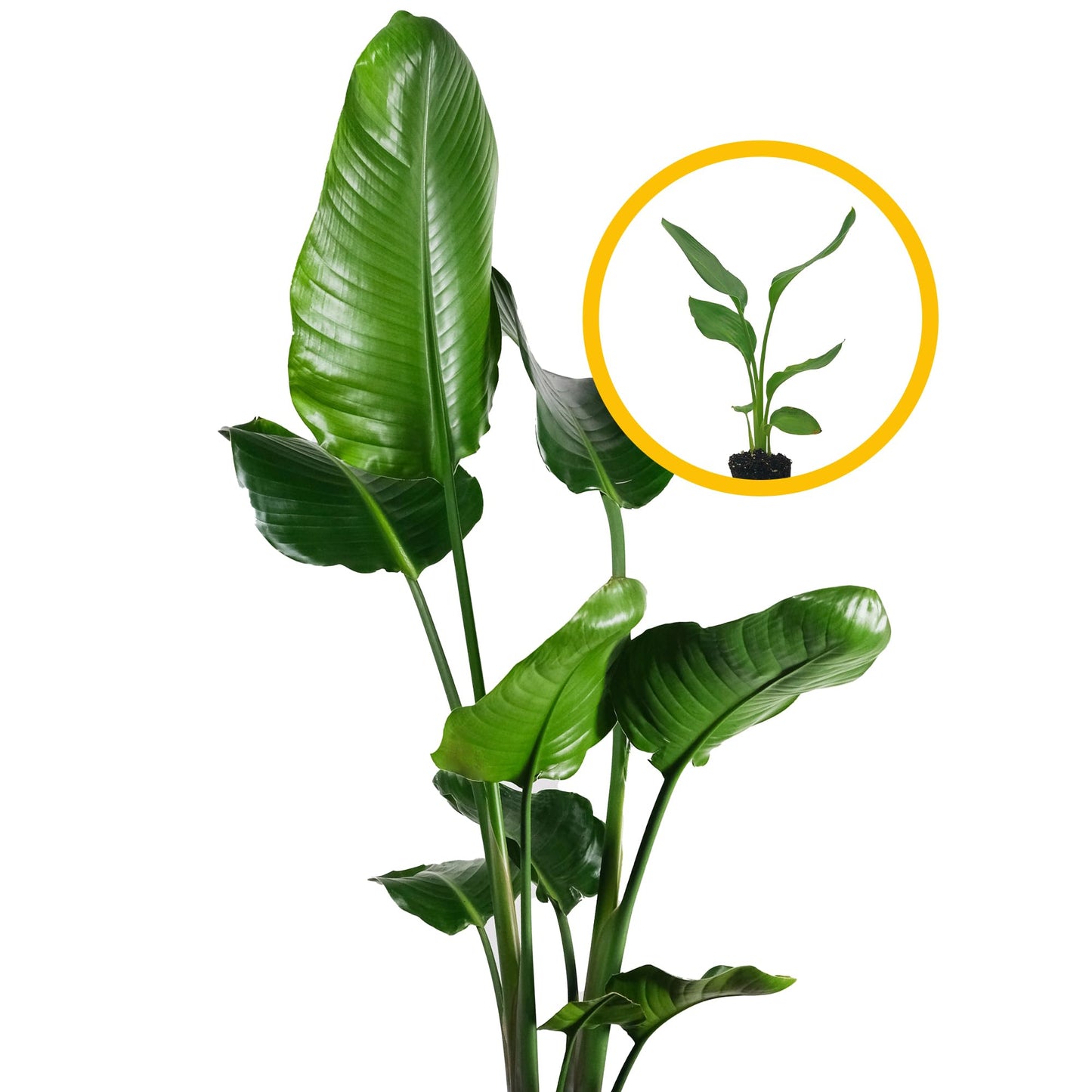Live White Birds of Paradise Plant - 'White Birds of Paradise' Strelitzia nicolai - ragnaroc Tropical Plant 6-10” Tall - 1ct - Live Arrival Guaranteed - House Plants for Home Decor & Gift