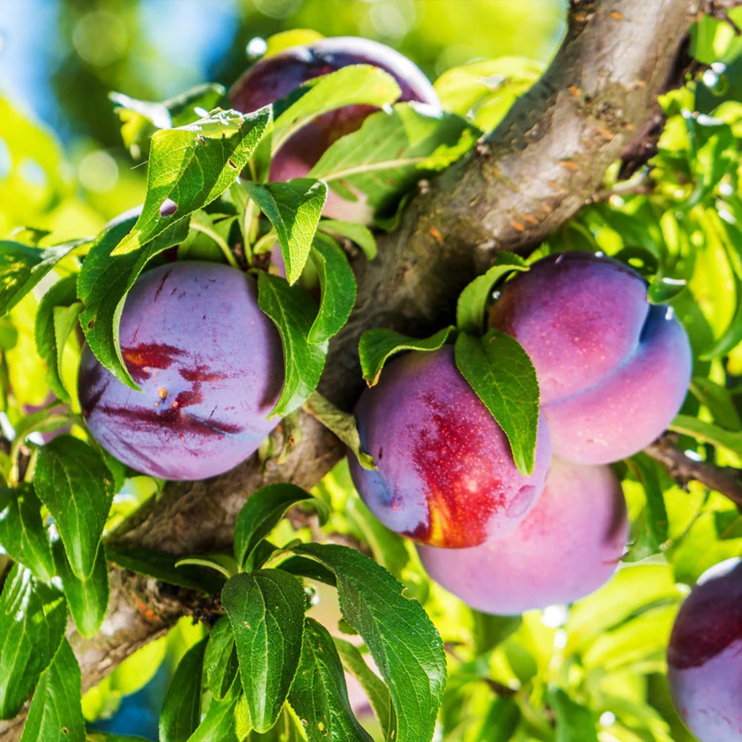 2-3 Years Old Plum Tree Live Plant, Well Rooted Red Plum Seedlings, Containers or Garden Beds Growing, 2-3 Feet Tall (Sweet Red Plum)