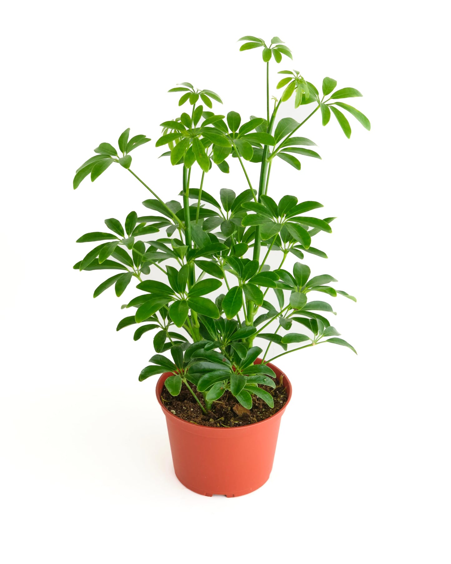 Shop Succulents Heptapleurum Arboricola, Live Indoor Plant, Low Maintenance Dwarf Umbrella Tree, Ideal for Home Decor, Office, and Room Enhancement, 6 Inch Nursery Pot