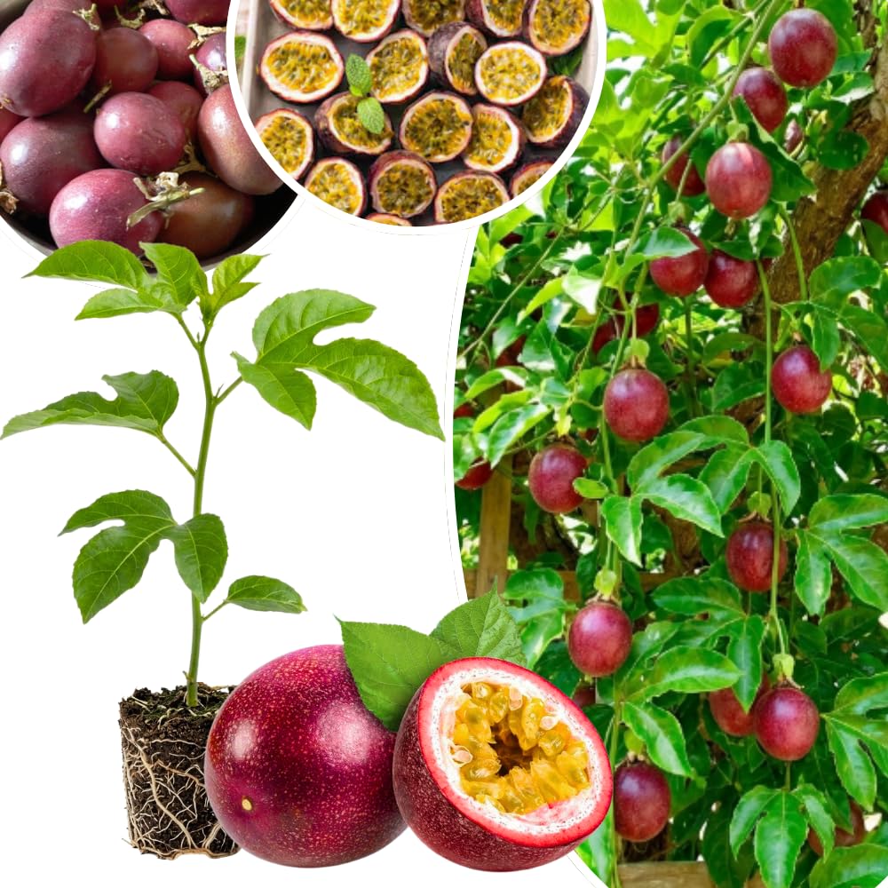 Passion Fruit Plant Live 4-7 Inch, Passionfruit Vine for Outdoor Garden, Tropical Climbing Vine for Trellis, Fence or Backyard Growing (Red Passionfruit)