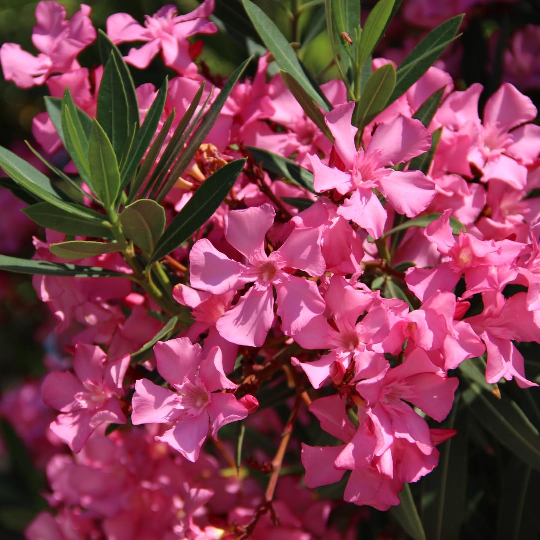 2 Live Pink Oleander Plants, Flowering Bush, 4-7 Inches Tall, Well Rooted for Planting
