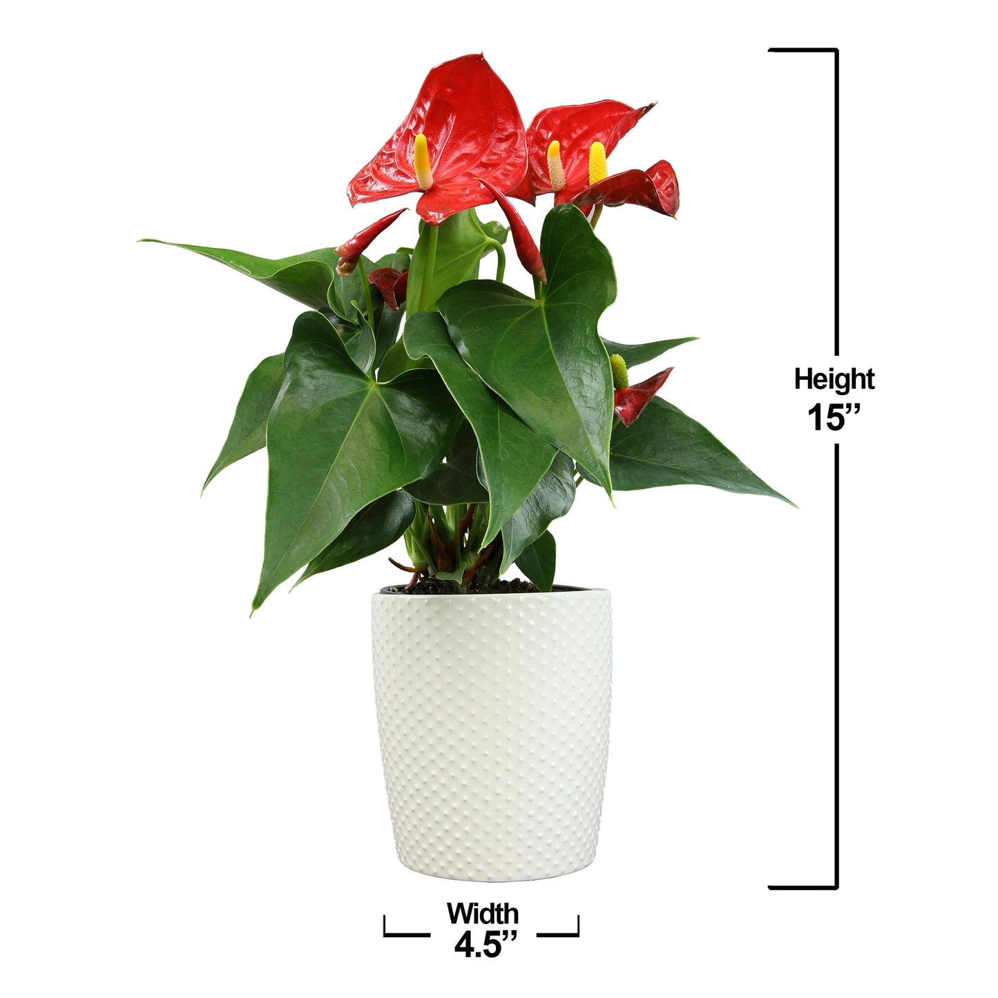 4" Red Anthurium Live Plant Decor, Live House Plants, Anthuriums Live Plants Indoor Plants Live Houseplants, Real Plants Indoor Live Plants, Easy Plant Lover Gifts for Plant Lovers by Plants for Pets