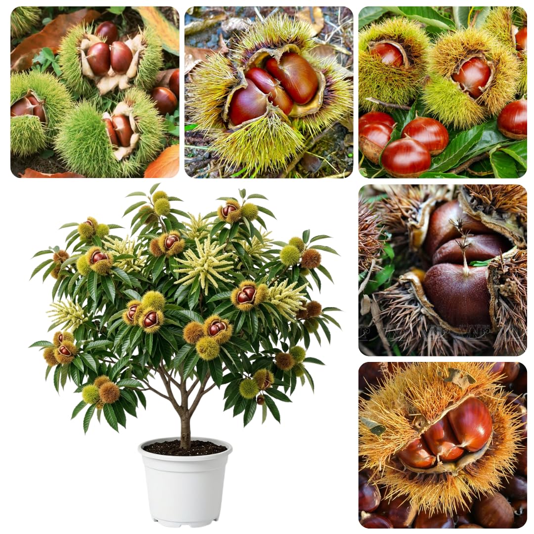 3 Years Old Chestnut Tree Live Plant, 2-3 Feet in 3 Gallon Well Rooted, Cold Hardy Chesnut Plant for Outdoor Spring Planting, No Ship to CA