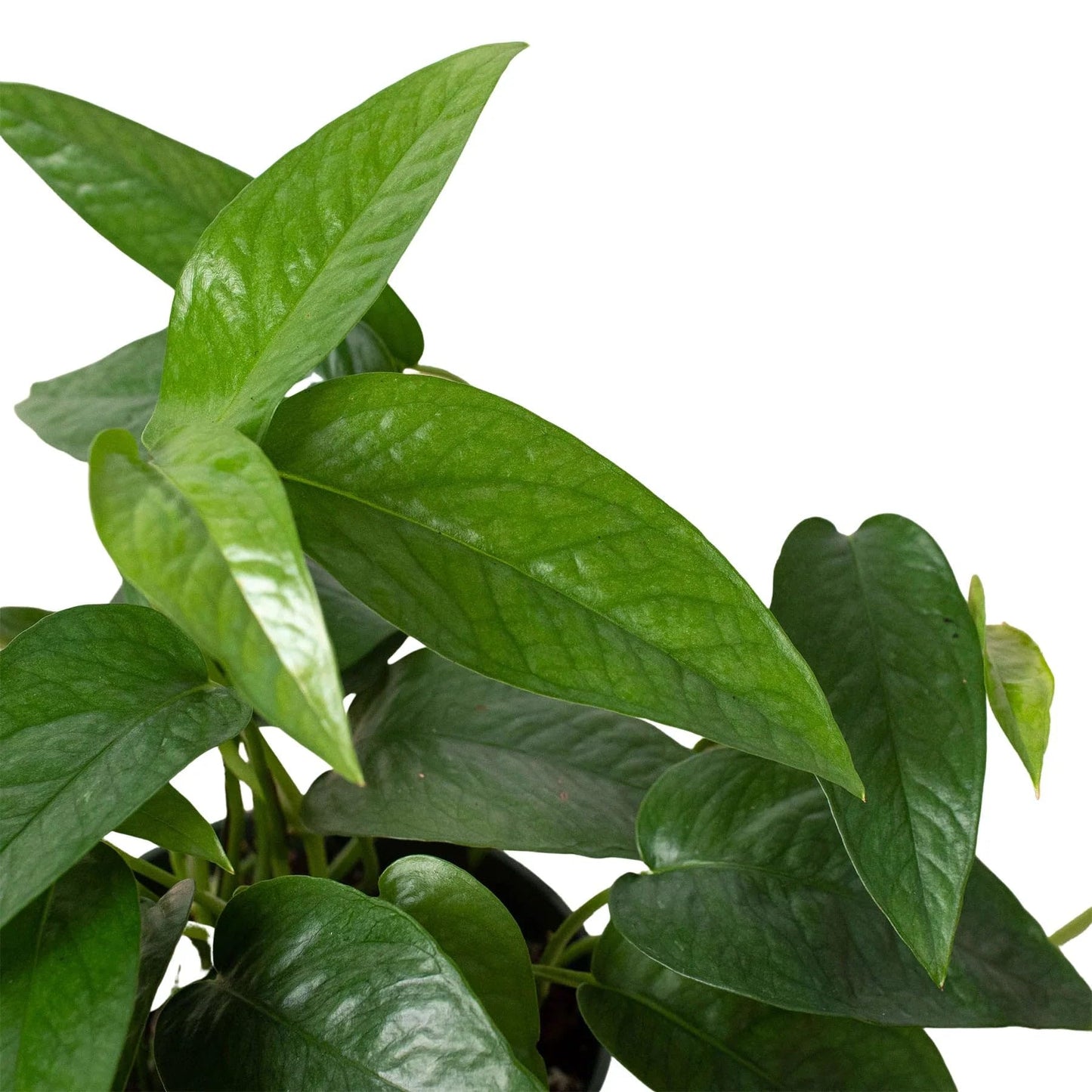Pothos Cebu Blue | Live Plant for Indoor & Outdoor | for Living Room, Office, Bathroom | (4" Pot)