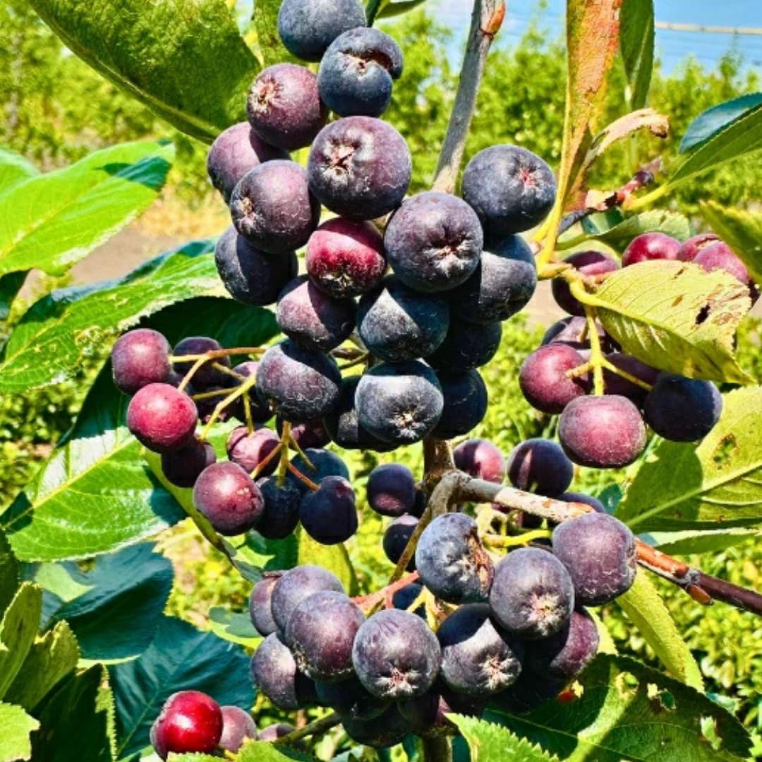 Viking Chokeberry Plant Live, Aronia Plants Shrub Bush, Chokecherry Like, 6 to 12 Inc Plant (Black)