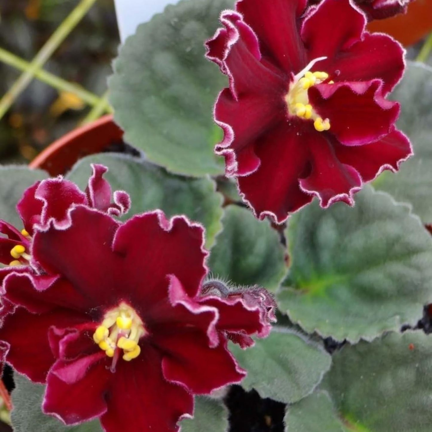 African Violet Plant, Live African Violet Flowers in 4'' Pot, Low-Maintenance Indoor Flowering Plant with Vibrant Blooms (Red Blooms)