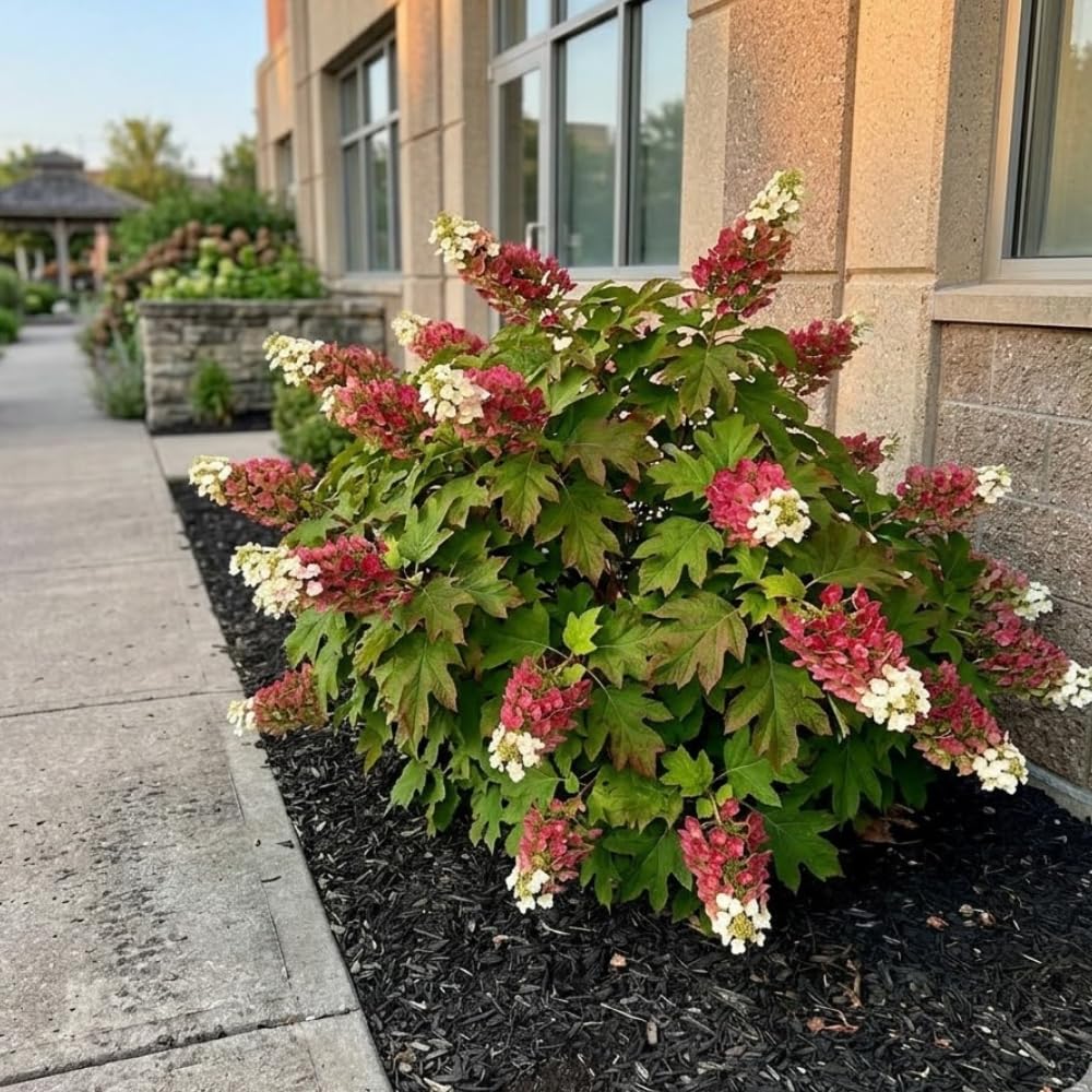Ruby Slipper Oakleaf Hydrangea Live Plant in Quart Pot, 6-10" Tall Hydrangea Plants Trees Shrubs, Low Maintenance Compact Flowering Shrub for Borders, Garden Beds & Outdoor Landscaping