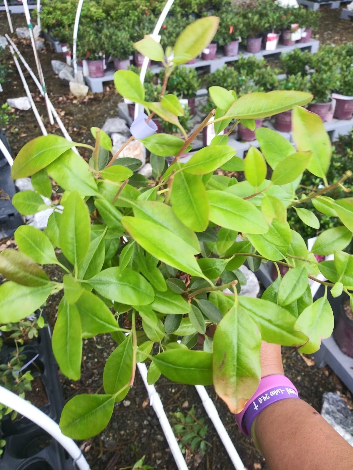 Live Plant - Pjm Elite Lavender Rhododendron - Live Plant - (1 Qt)