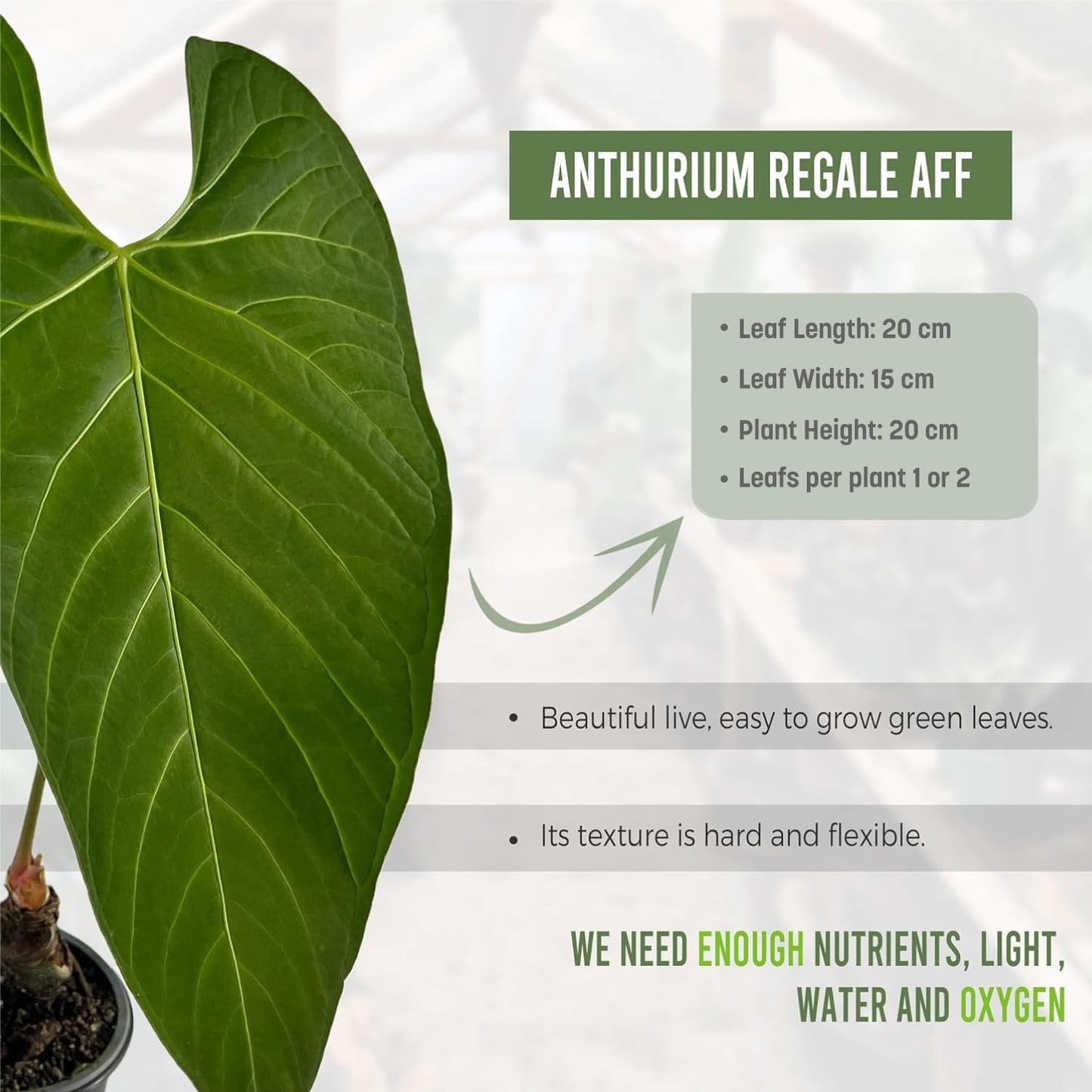 LEAL PLANTS ECUADOR Anthurium Regale AFF (Pack of 2) Live Tropical Houseplant for Air Purification | Elephant Ear Leaf Plant | Unique Gift for Plant Lovers