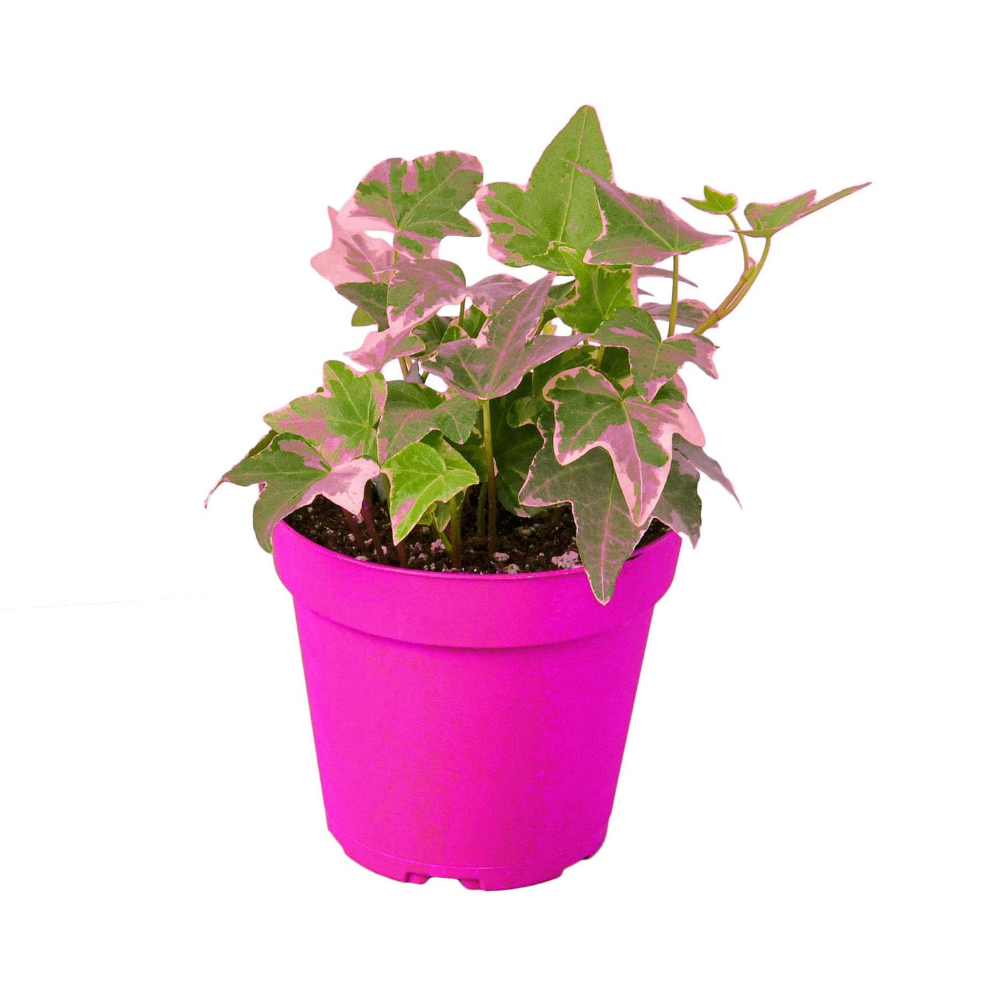 English Ivy 'Glacier' in 3in Pot - Live Plants Tropical Houseplants | Variegated | USA Growers | The Snobby Leaf