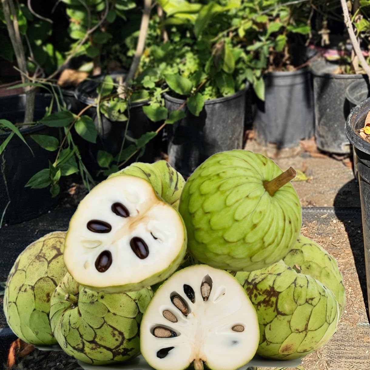 Premium Cherimoya Fruit Tree, Live Plant, South American Tropical Variety, Potted Seedling for Garden or Orchard (DR White Grafted, 4-5 FT Tall Potted for A 15 Gallon or Bigger)