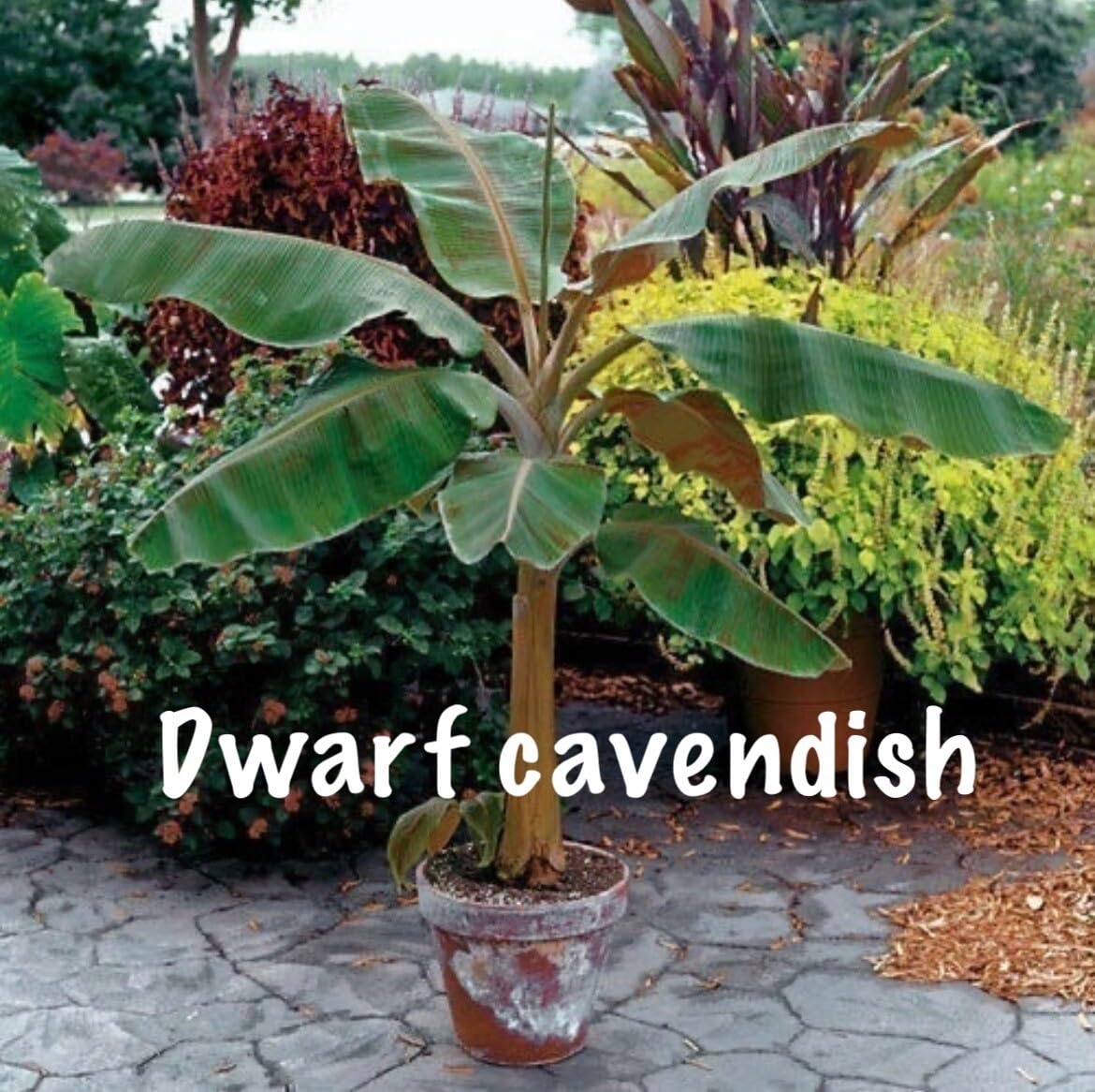 Live Plant - Musa - Dwarf Cavendish - 4-10” 2 Trees