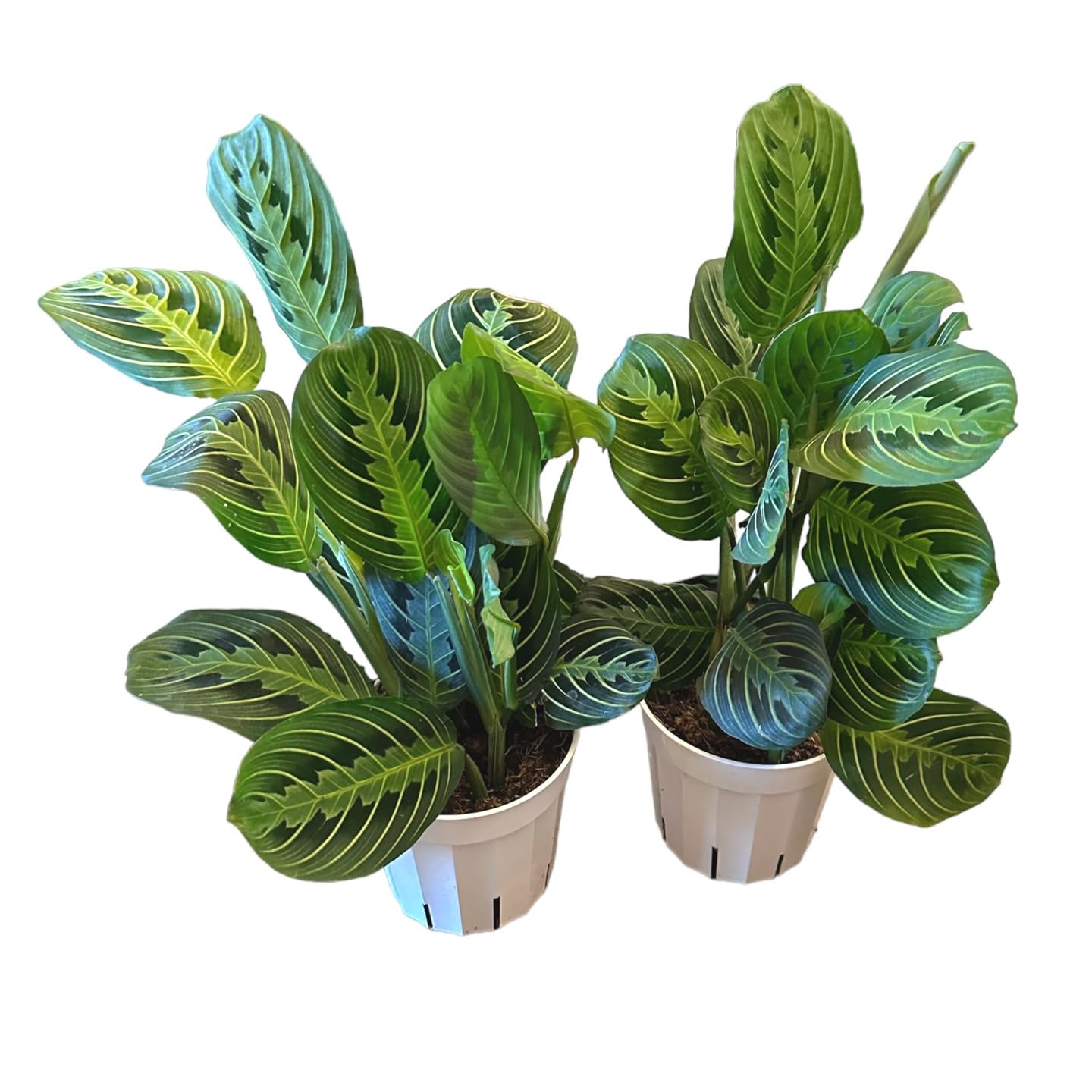 Live Plant,2Lemon Lime Maranta Prayer Plant, Pet Friendly, Air Purifying Plant, Easy Care, EasytoGrow Live Indoor Plant, Houseplant, Rare Indoor Plant, Home Décor 4 inch Pot by Hopewind Plants Shop