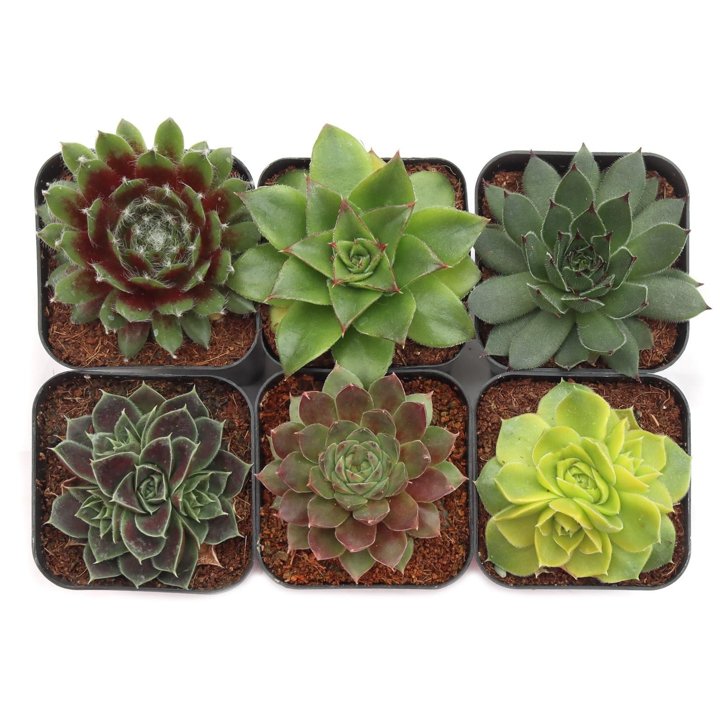 Mountain Crest Gardens Sempervivum Succulent Variety Pack - 6 Hardy Live Rosette Plants, No Repeats, Rooted in 2 Inch Pots - for Rock Gardens, Containers, DIY Displays
