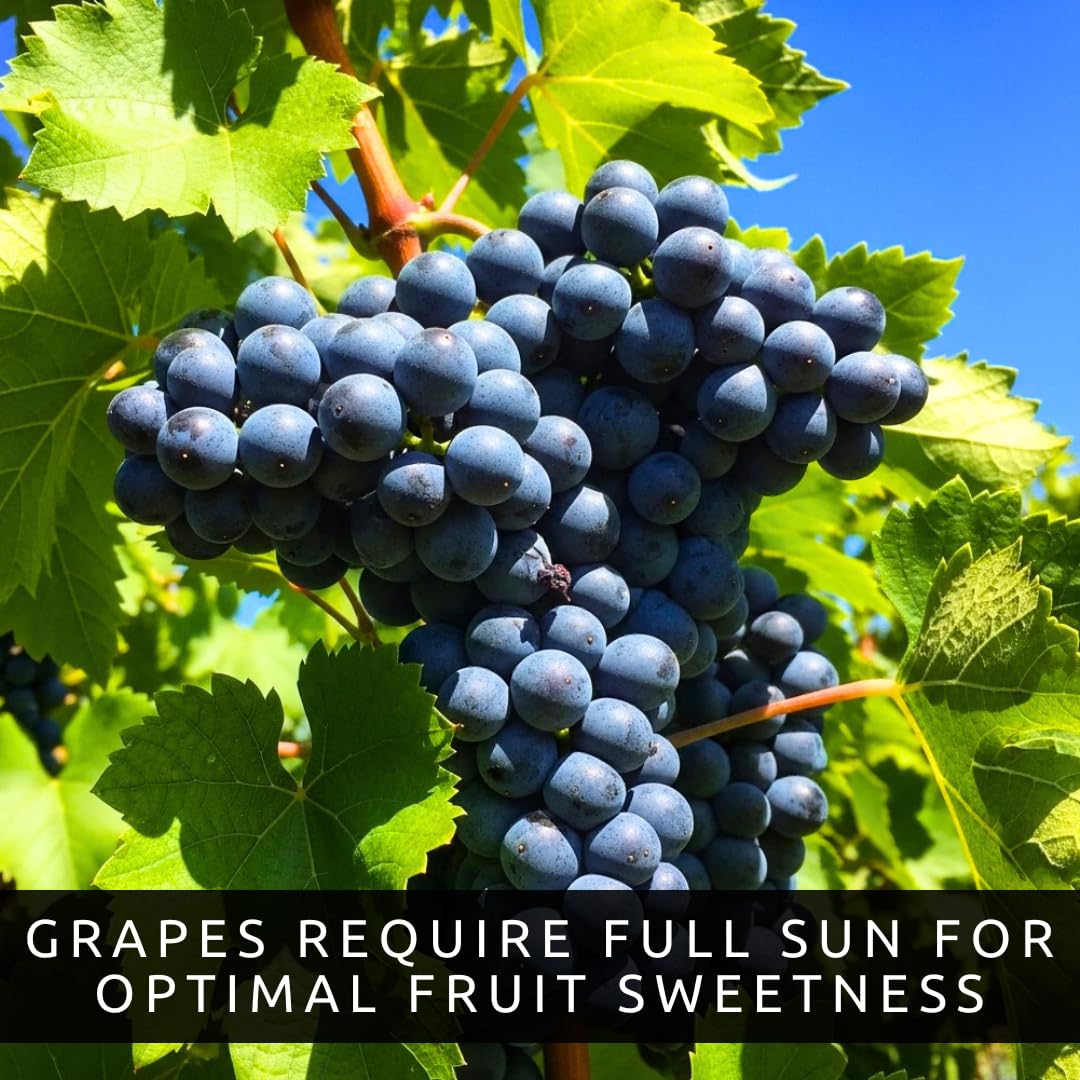 9 Live Grape Vine Seedlings – Concord (Purple), White, and Red Grapes – 3 of Each Variety – Easy to Grow Fruit Plants for Garden, Vineyard, Trellis, or Fence