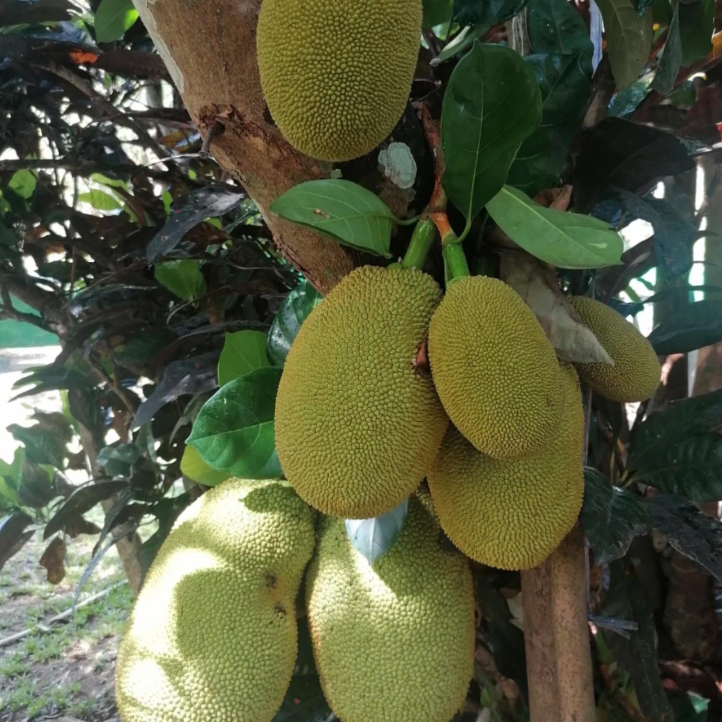 Jackfruit Tree Live Plant, Sweet Tropical Fruit 8-10 Inches Tall, 4 Inc Pot, Sweet Jackfruit Plant for Grow Outdoor