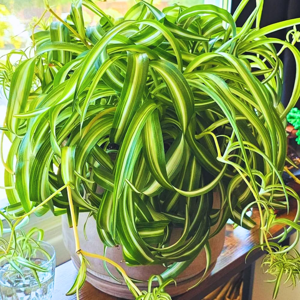 Spider Plant, Curly Spider Plant Live Indoor Houseplant 4 Inches Potted