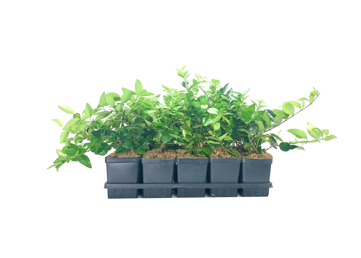 Ligustrum Waxleaf Privet - 3 Live Quart Size Plants - Blooming Evergreen Privacy Hedge