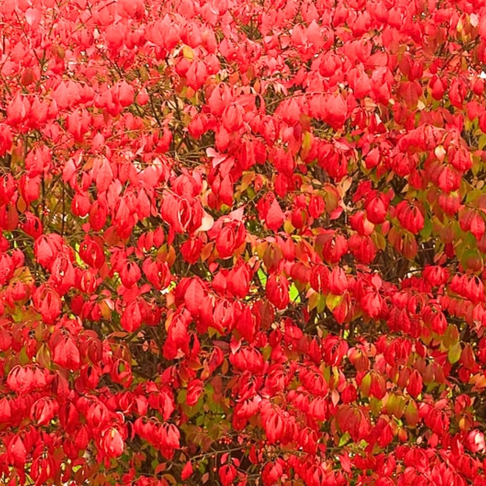Dwarf Burning Bush Live Plant in Quart Pot, Red Burning Bush Shrubs for Outdoor Planting, 6 to 10 Inches Tall, Perennial Vibrant Bushes