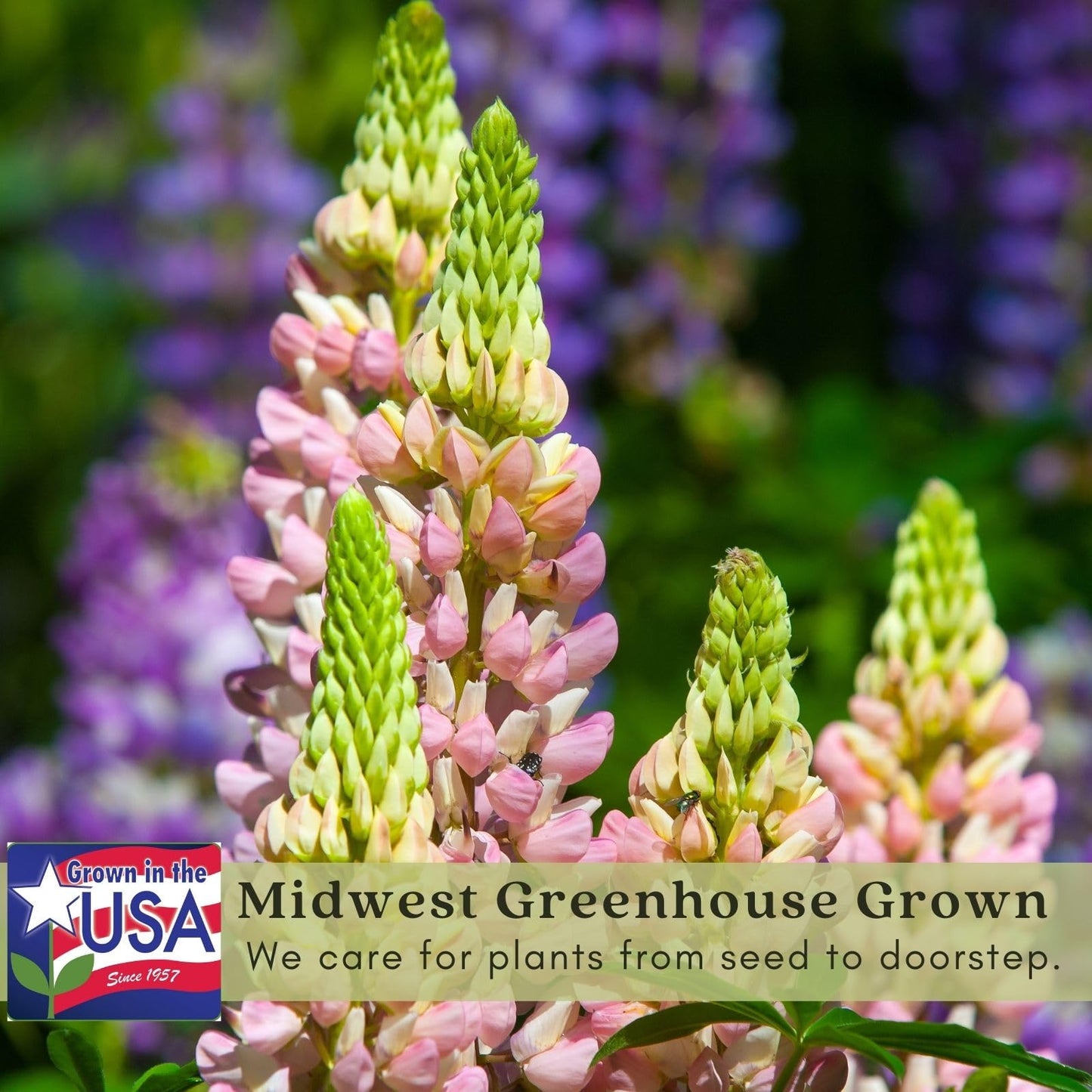 Clovers Garden Lupine Gallery Mix (Lupinus) Plants – Two (2) Live Plants – Non-GMO - Not Seeds - Each 4" to 8" Tall – in 4" Inch Pots – Perennial Flower
