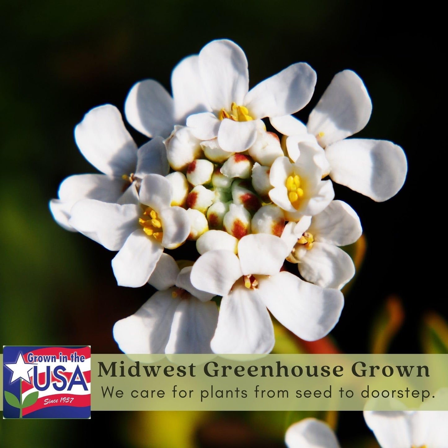Clovers Garden Candytuft (Iberis) Plants - Two (2) Live Plants – Non-GMO - Not Seeds - Each 4" to 8" Tall – in 4" Inch Pots – Perennial, Pollinator Favorite, Great for Edging & Rock Gardens