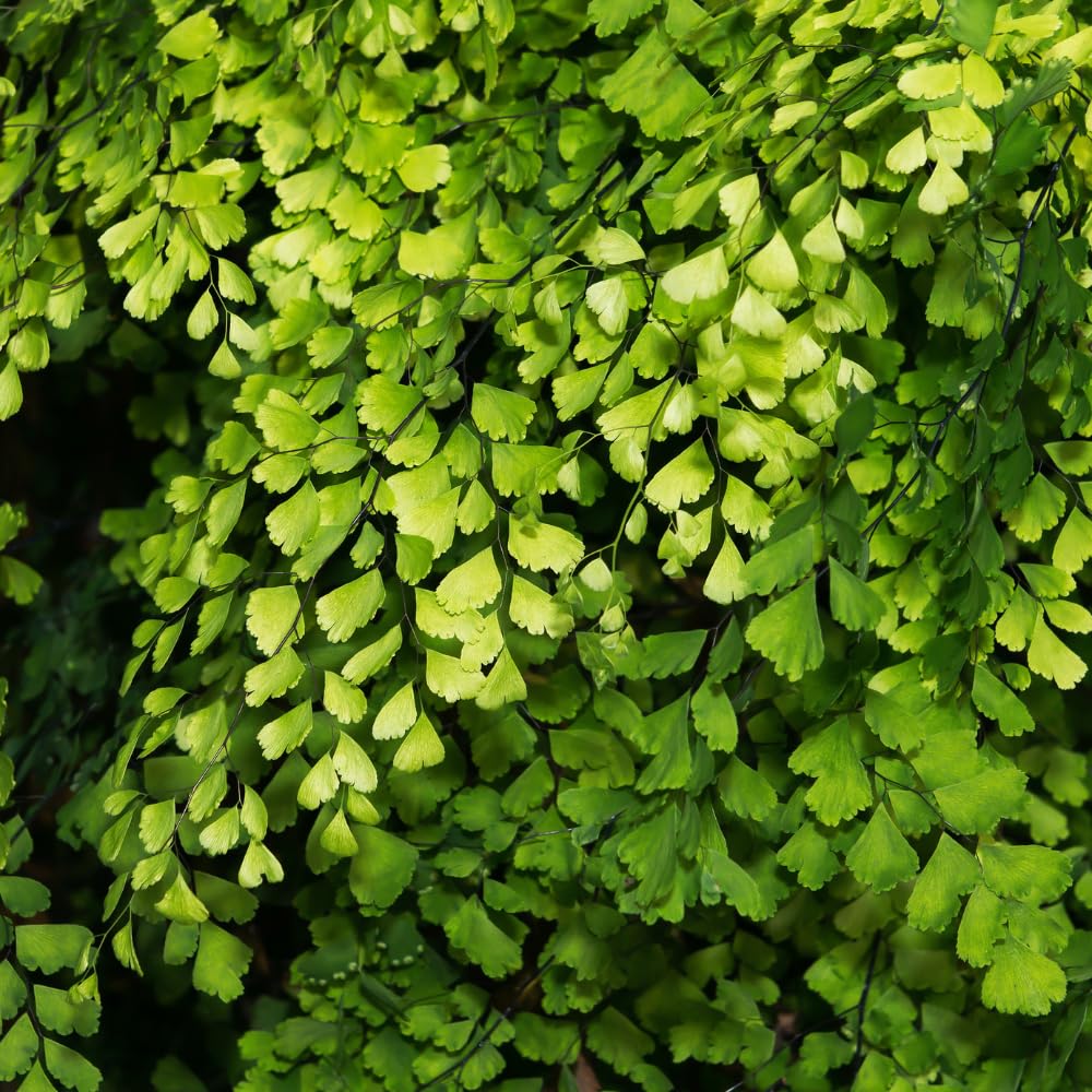 5 Fern Rhizomes, Maidenhair Fern Plants Live, Live Fern Plants, Fern Ground Cover Plants Live, Fern Live Plants, 5 Roots