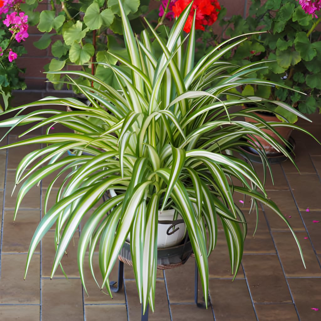 Curly Spider Plant Live in 2 Inch Pot, Live Spider Plants Indoor, Air-Purifying, Low Maintenance, Perfect for Home and Office Décor, Easy Care Starter Plants
