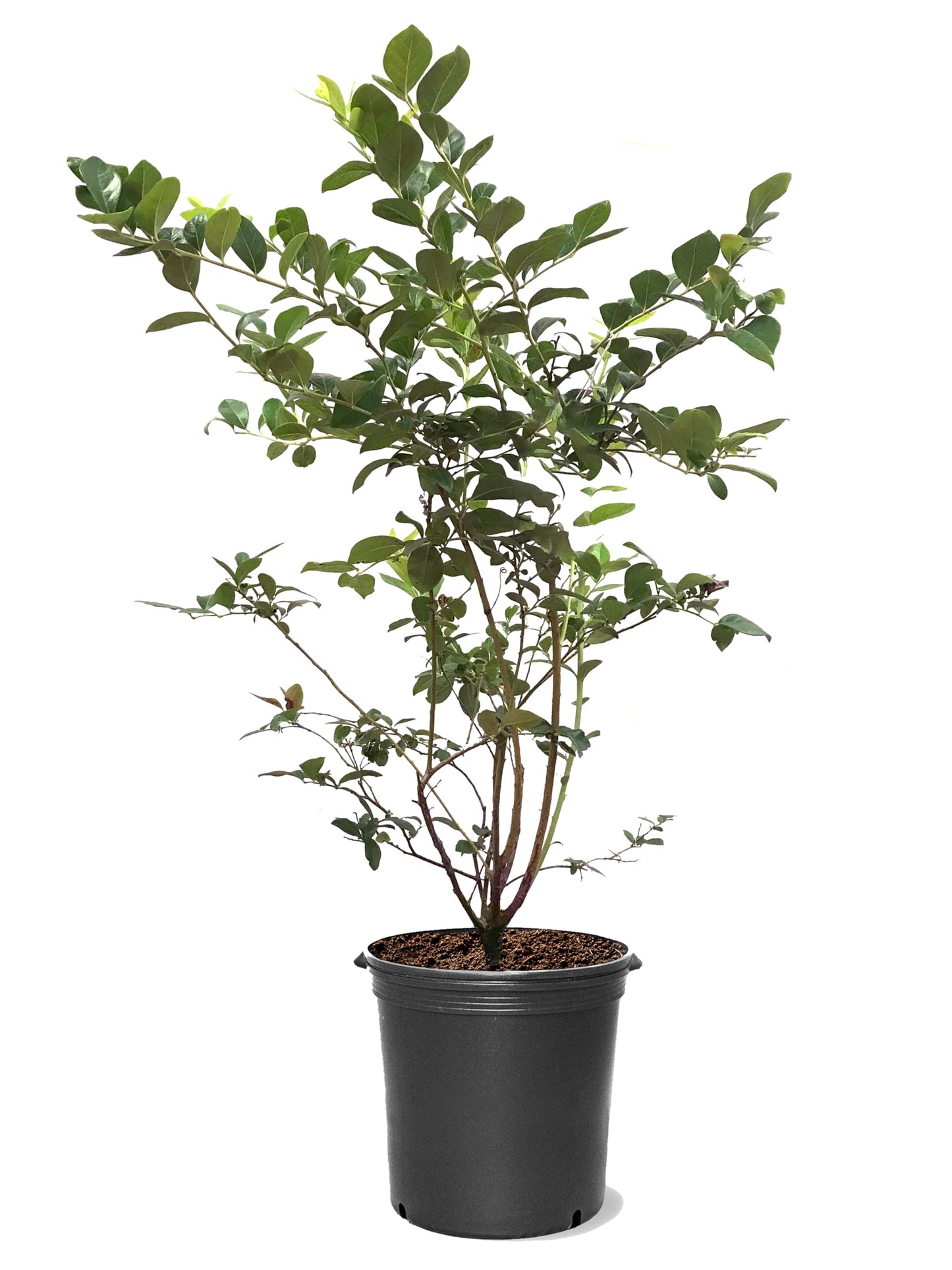 American Plant Exchange Blueberry Bush, Tifblue Rabbit Eye, 5 Gallon Pot, 1-2ft Tall, Large Outdoor Landscape Garden Plant, Live Fruiting Plant, Fast Growing