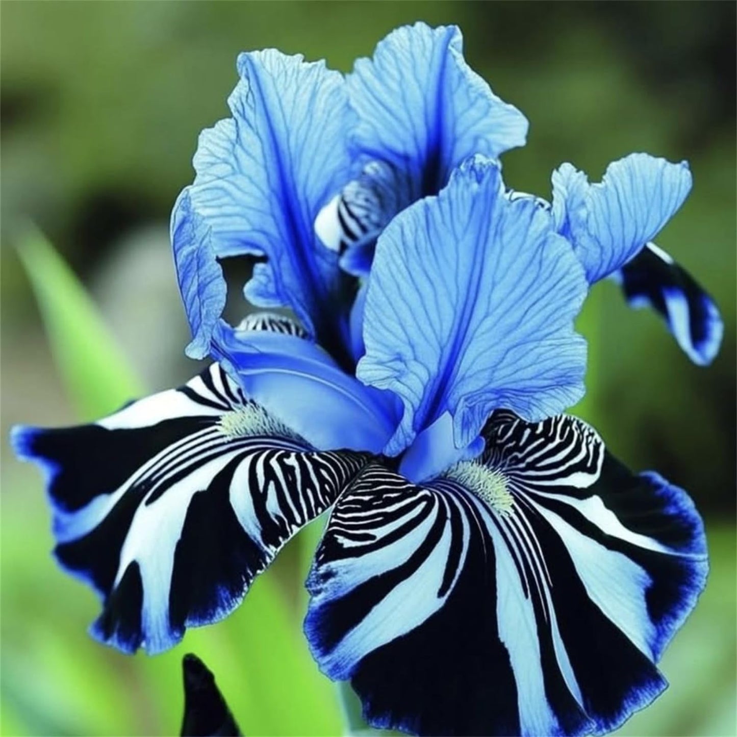 YIJKDSC Pretty Bearded Iris, Reblooming German Iris, Color Mix, Fresh Root, Rhizome, Plant, Simple to Grow l (e, 4bulbs)
