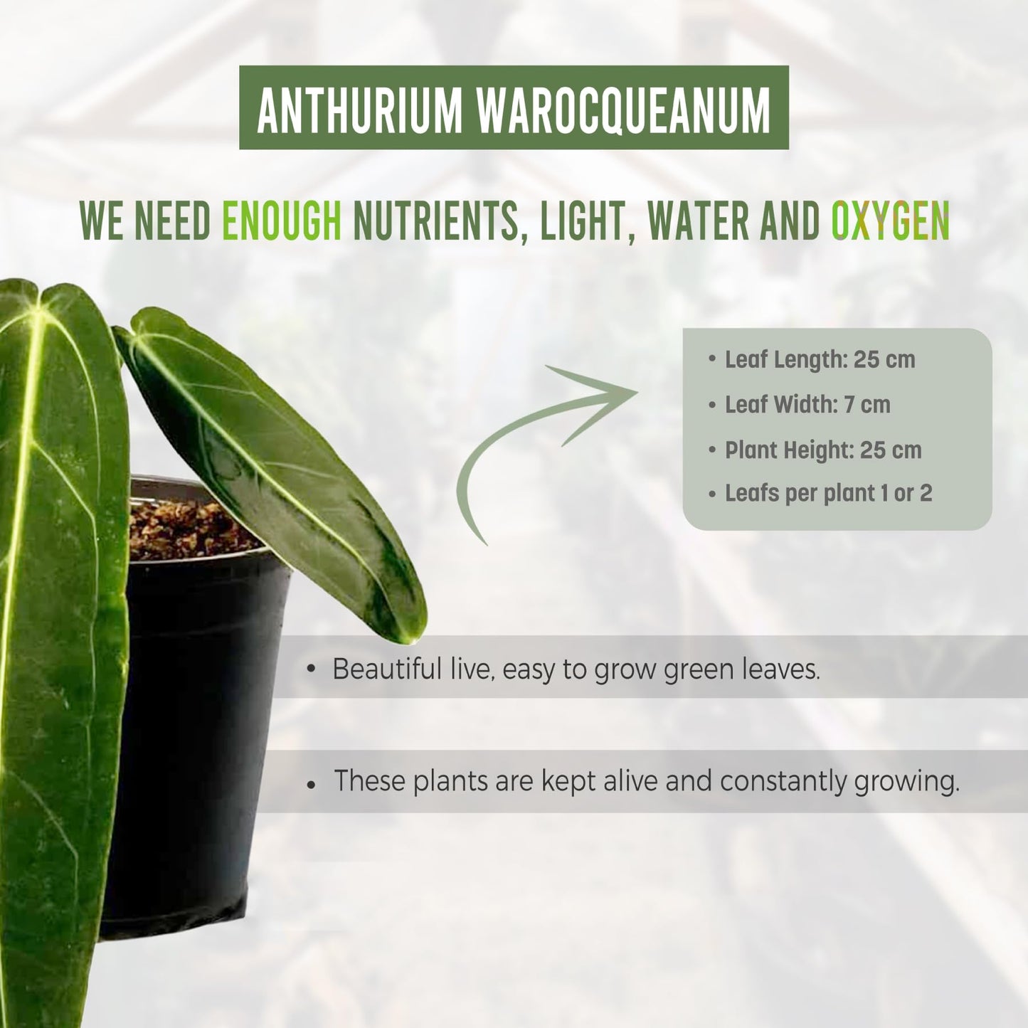 LEAL PLANTS ECUADOR Anthurium Warocqueanum| Green Live Plant for Indoors | Rare and Exotic Indoor Plants for Living Room | Queen Anthuriums House Plants | Warocqueanum Heart Plant