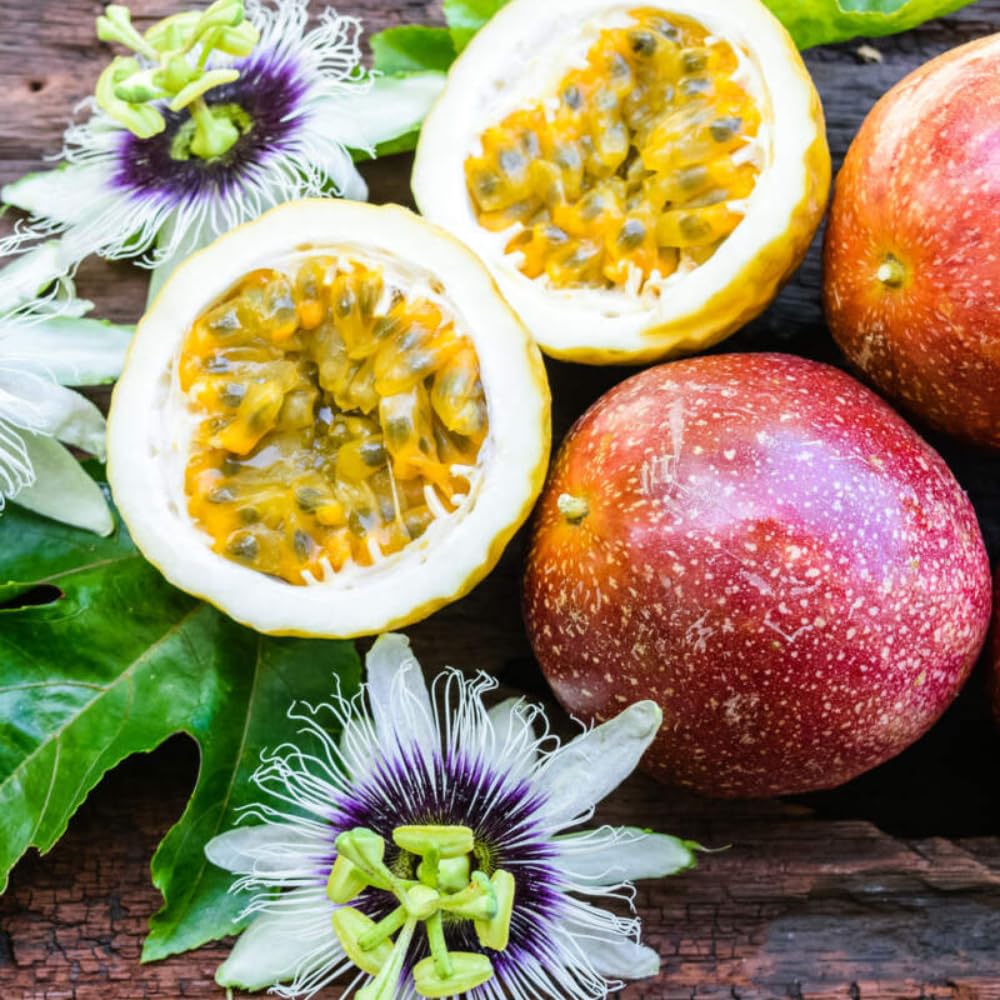 Red Passion Fruit Vine Plant Live, Perennial Tropical Fruit Tree for Garden or Trellis, 5-10 Inches Tall, Passionfruit Seedling