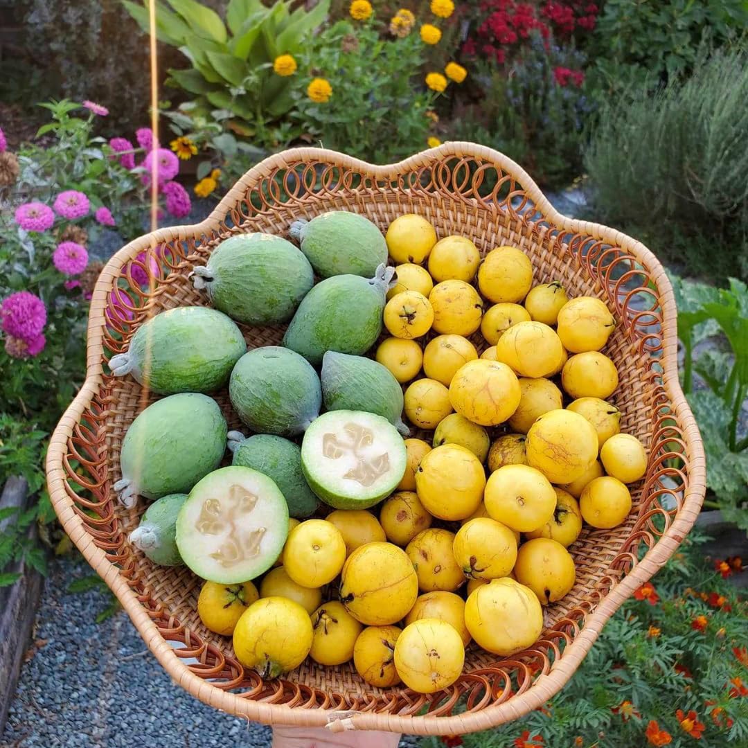Pineapple Guava Tree Live Plant, 4"-8" in Tall, Well- Rooted Fragant Guava for Gardening, Zones 9-11